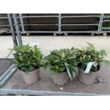 THREE RHODODENDRON GOLDEN TORCH IN 3 LTR POTS HEIGHT 30CM TO BE SOLD FOR THE THREE PLUS VAT