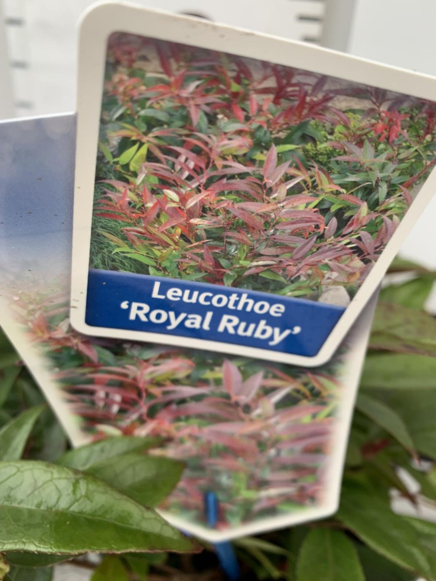 TWO LEUCOTHOE 'ROYAL RUBY' AND 'DARK DIAMOND' IN 2 LTR POTS 35CM TALL PLUS VAT TO BE SOLD FOR THE - Image 4 of 5