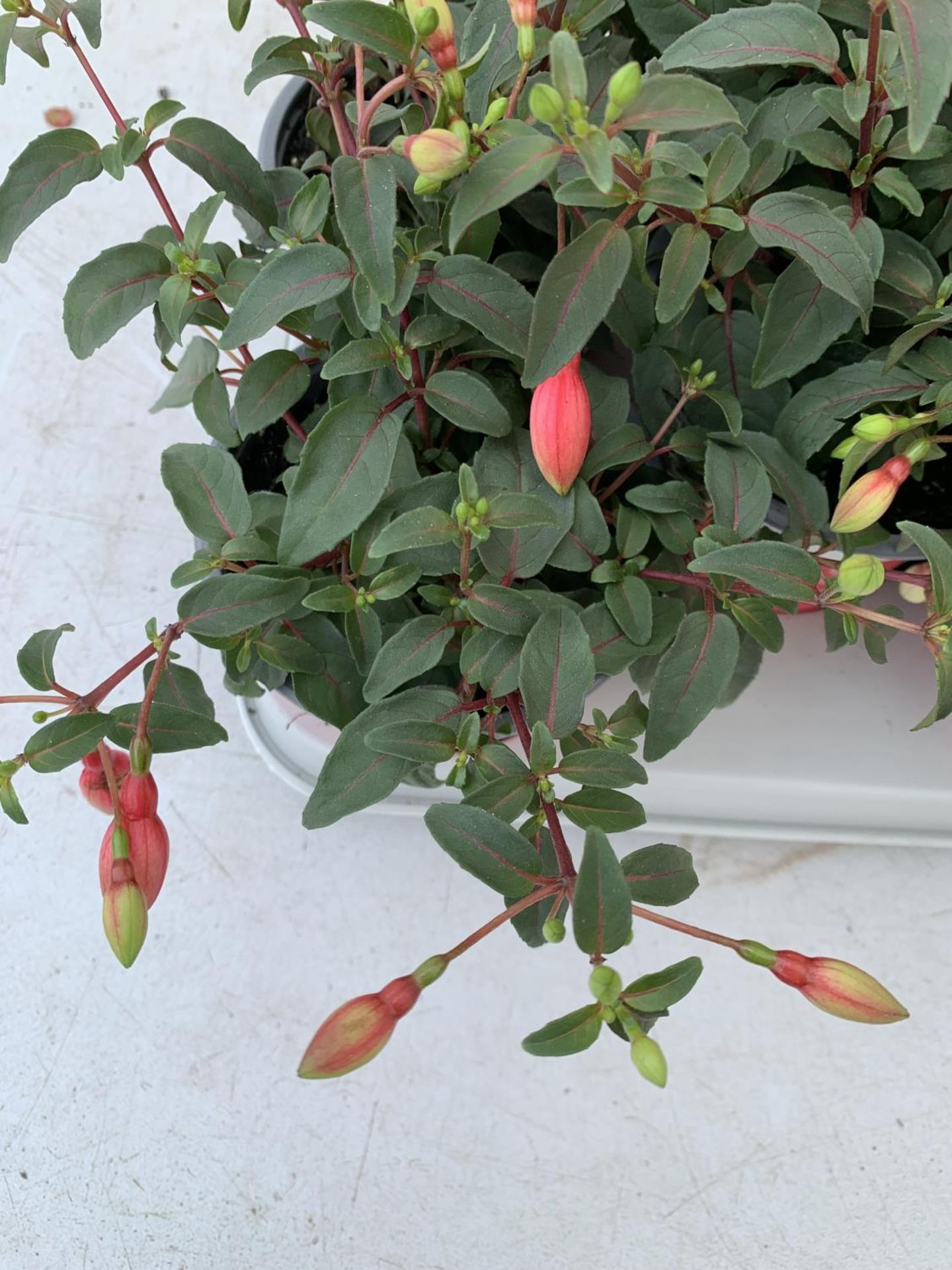 TWELVE FUCHSIA BELLA TRAILING PLANTS ON A TRAY IN P10 POTS PLUS VAT TO BE SOLD FOR THE TWELVE - Bild 3 aus 4