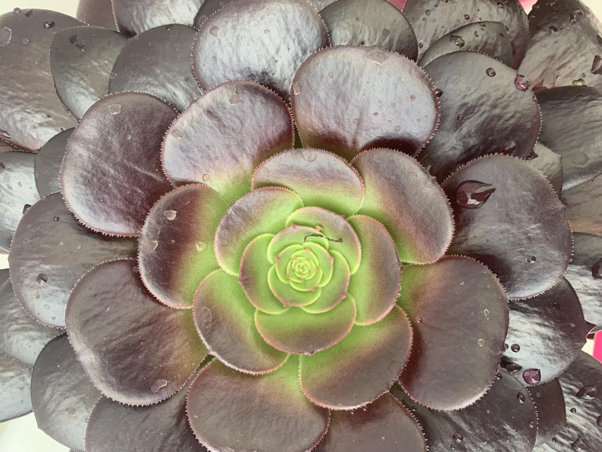 TWO AEONIUM ARBOREUM VELOURS IN 1 LTR POTS 25CM IN HEIGHT PLUS VAT TO BE SOLD FOR THE TWO - Image 4 of 4