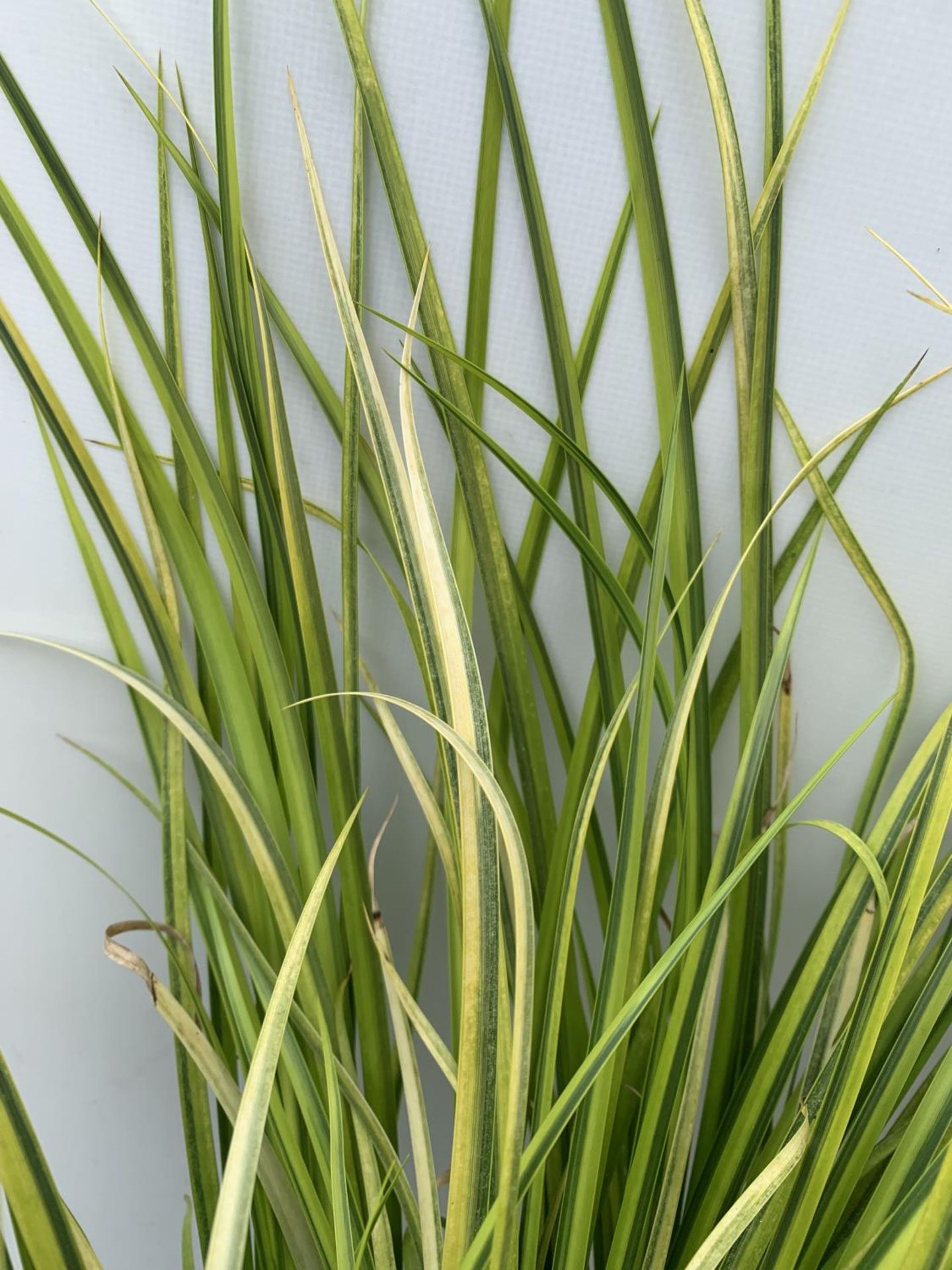 TWO HARDY ORNAMENTAL GRASSES CORUS GARAMINEUS 'OGON' AND CAREX BRUNNEA 'VARIEGATA' IN 3 LTR POTS - Image 7 of 8