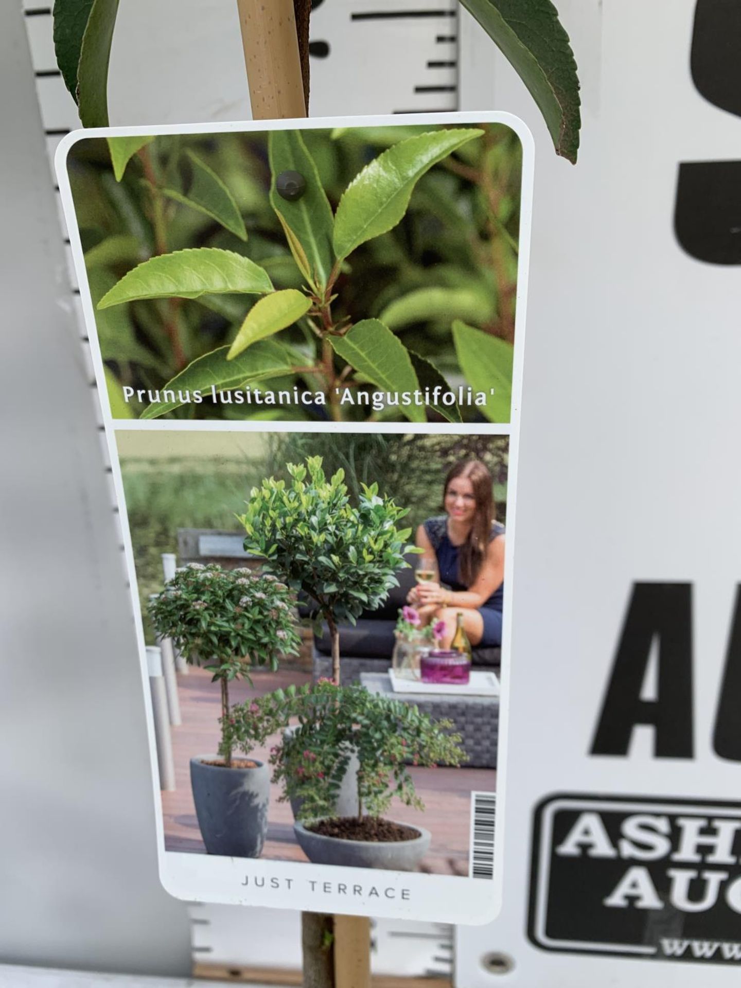 TWO PRUNUS LUSITANICA 'AUGUSTFOLIA' STANDARD TREES APPROX ONE METRE IN HEIGHT IN 3LTR POTS PLUS - Image 4 of 4