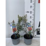 TWO CALLISTEMON LAEVIS IN 2 LTR POTS 50CM IN HEIGHT PLUS VAT TO BE SOLD FOR THE TWO