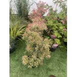 SEVEN PIERIS LITTLE HEATH 45CM TALL TO BE SOLD FOR THE SEVEN PLUS VAT