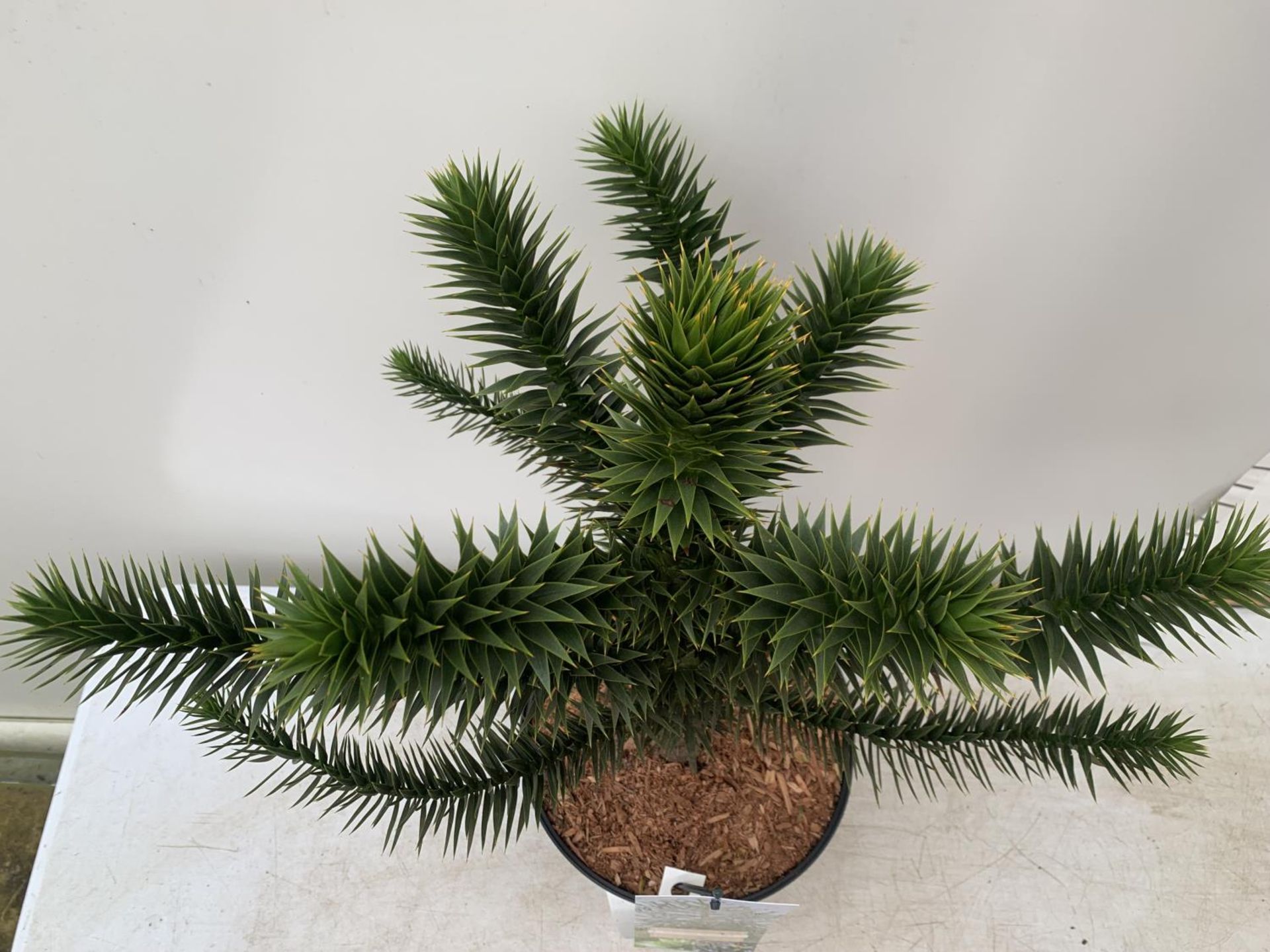 ONE MONKEY PUZZLE TREE ARAUCARIA ARAUCANA APPROX 70CM IN HEIGHT IN A 5 LTR POT PLUS VAT - Image 3 of 5