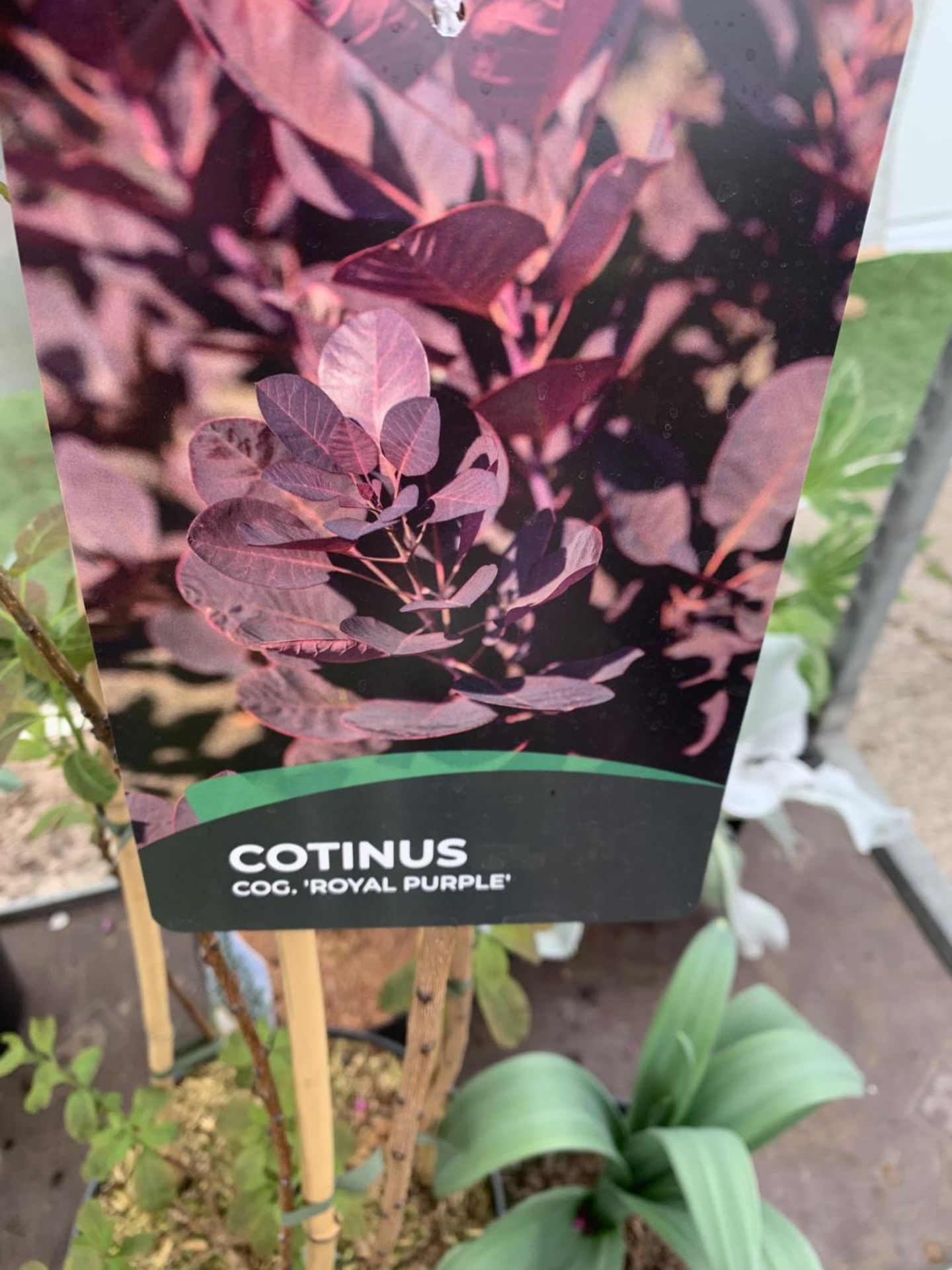 A COTINUS 'ROYAL PURPLE' SMOKE BUSH TREE OVER 160CM IN HEIGHT IN FLOWER IN A 10 LTR POT PLUS VAT - Image 5 of 7