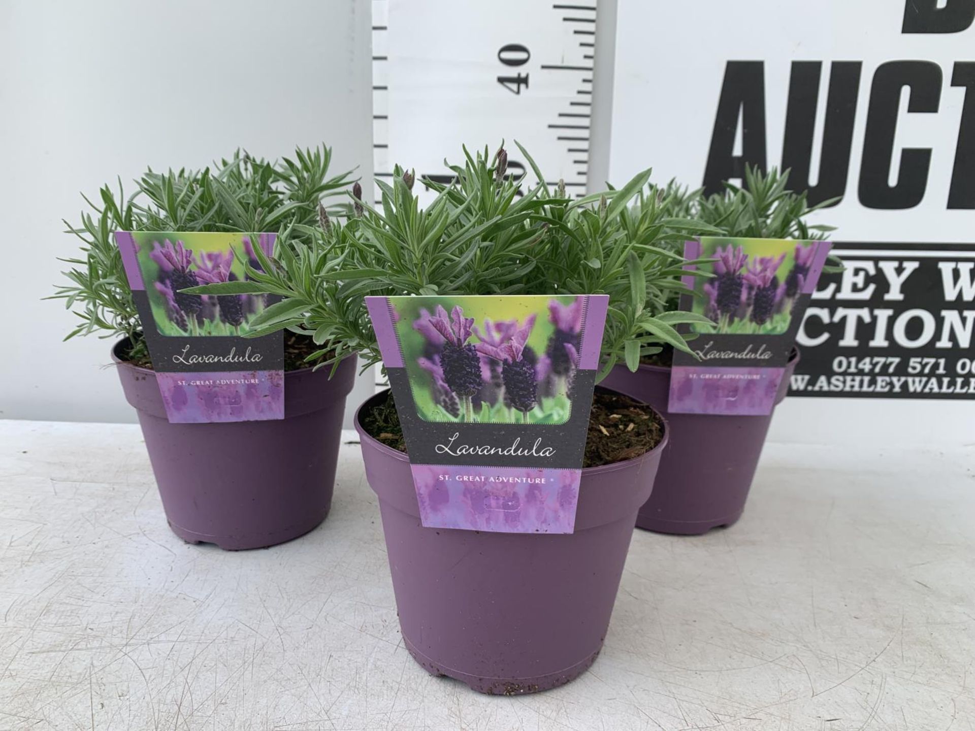 THREE LAVENDER PLANTS IN 2 LTR POTS APPROX 25CM IN HEIGHT PLUS VAT TO BE SOLD FOR THE THREE