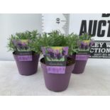 THREE LAVENDER PLANTS IN 2 LTR POTS APPROX 25CM IN HEIGHT PLUS VAT TO BE SOLD FOR THE THREE