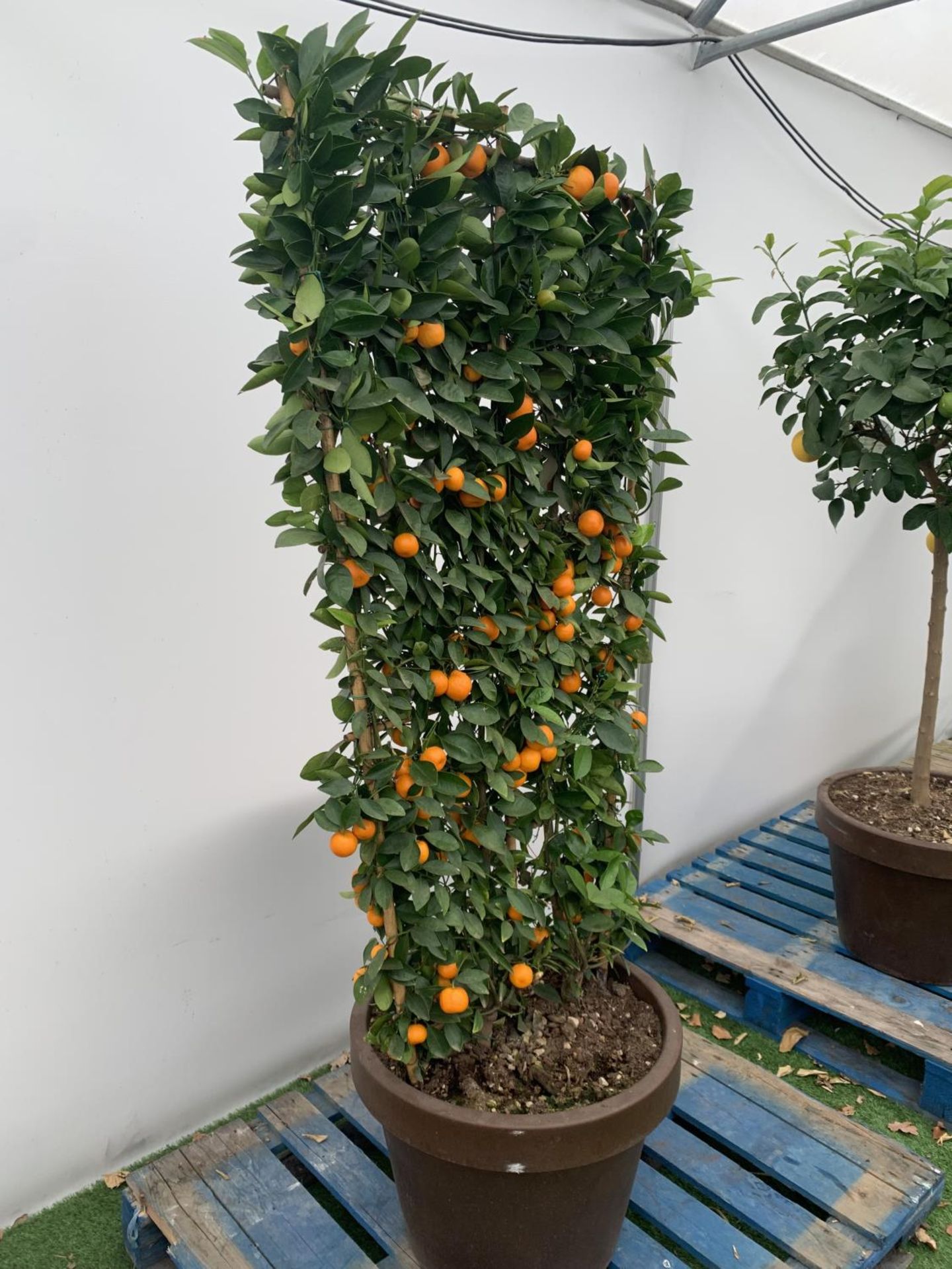 A LARGE CITRUS CALAMONDIN ORANGE TREE WITH FRUIT ON A TRELLIS FRAME 170CM TALL IN A 40 LITRE POT - Image 7 of 8
