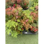 TWELVE MIXED SHRUBS TO INCLUDE AZALEA, DICENTRA, PIERIS ETC TO BE SOLD FOR THE TWELVE PLUS VAT