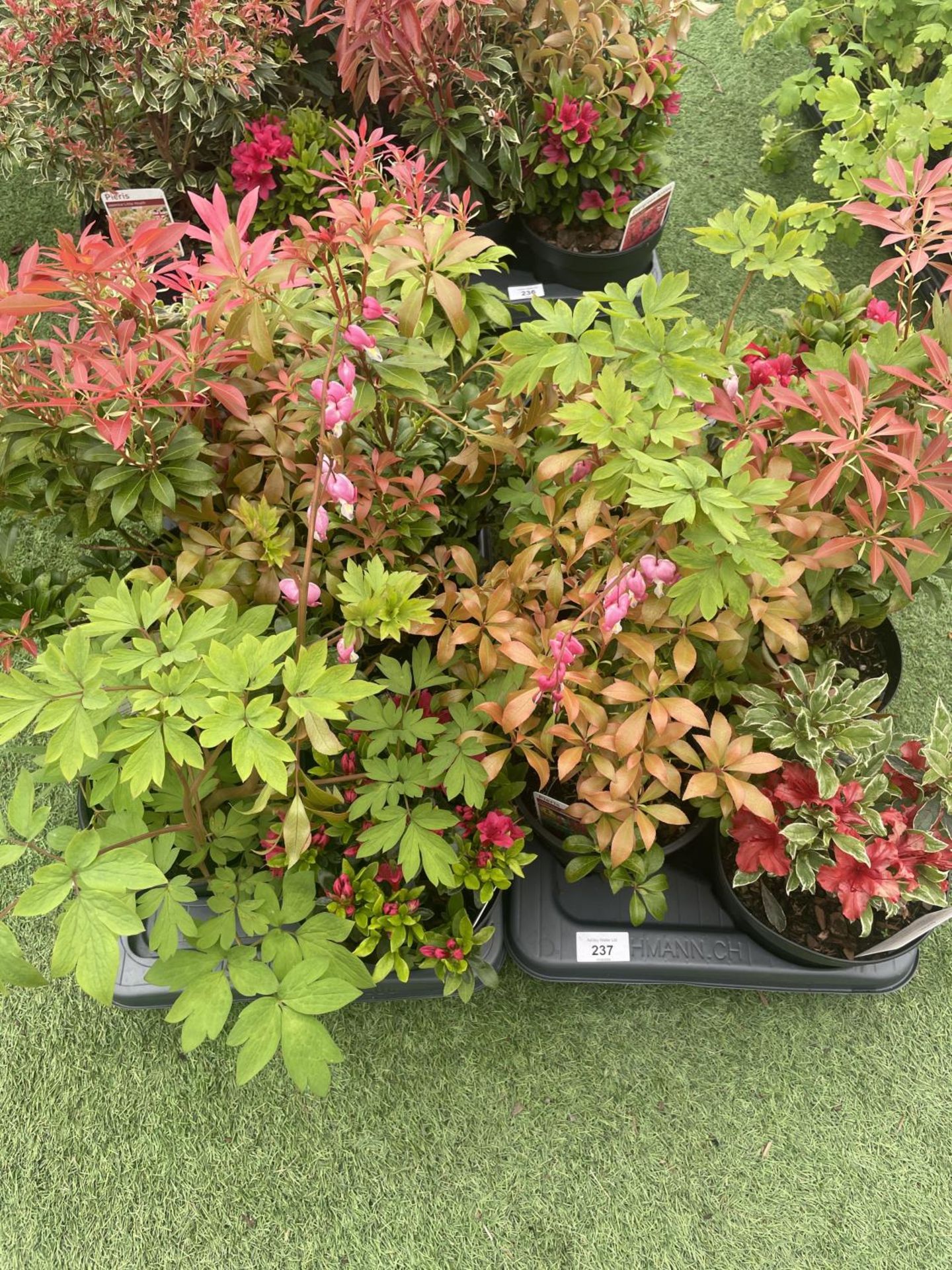 TWELVE MIXED SHRUBS TO INCLUDE AZALEA, DICENTRA, PIERIS ETC TO BE SOLD FOR THE TWELVE PLUS VAT