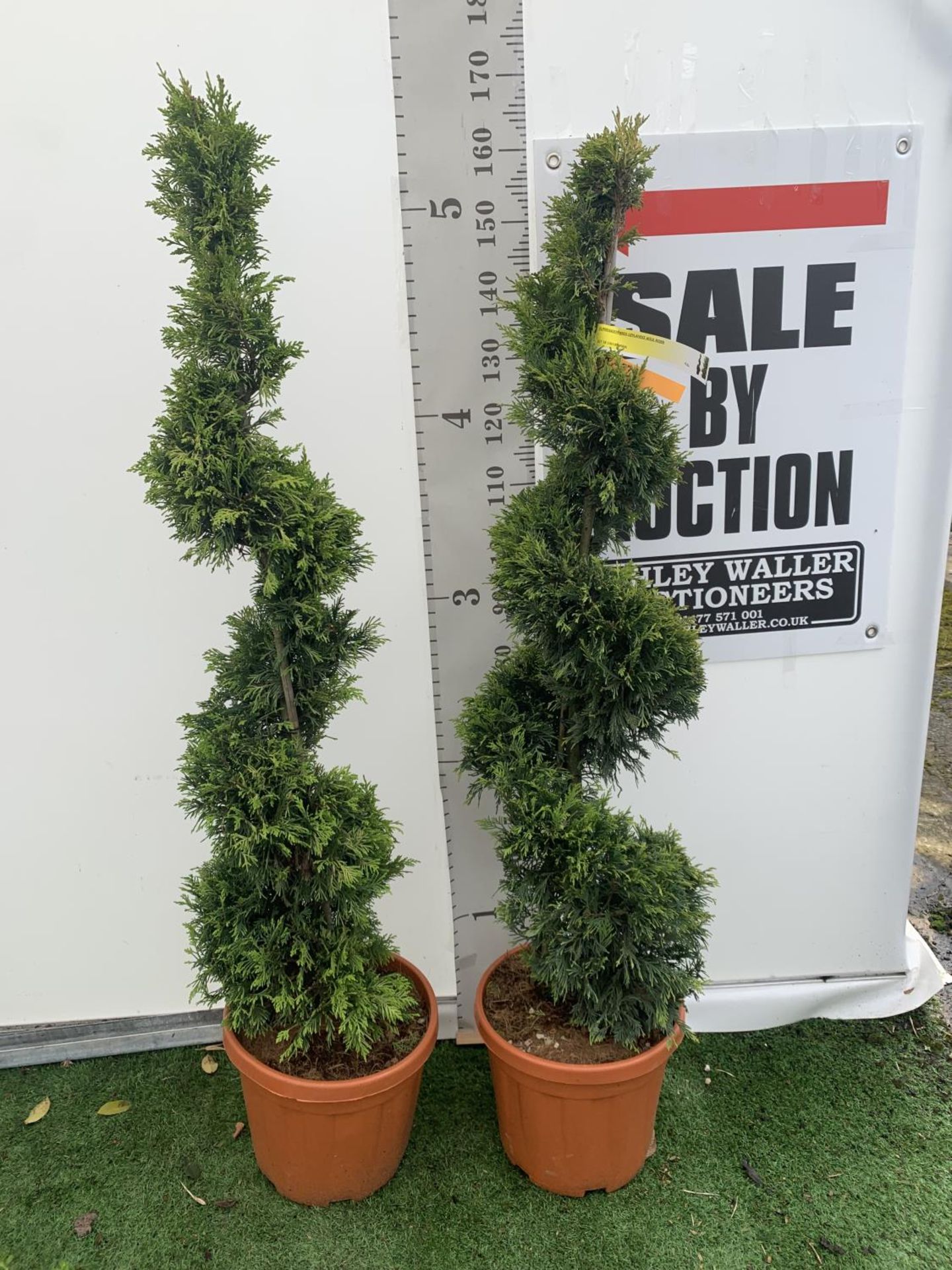 TWO SPIRAL CUPRESSOCYPARIS SPIRAL LEYANDII 'GOLD RIDER' APPROX 160CM IN HEIGHT IN 15 LTR POTS PLUS