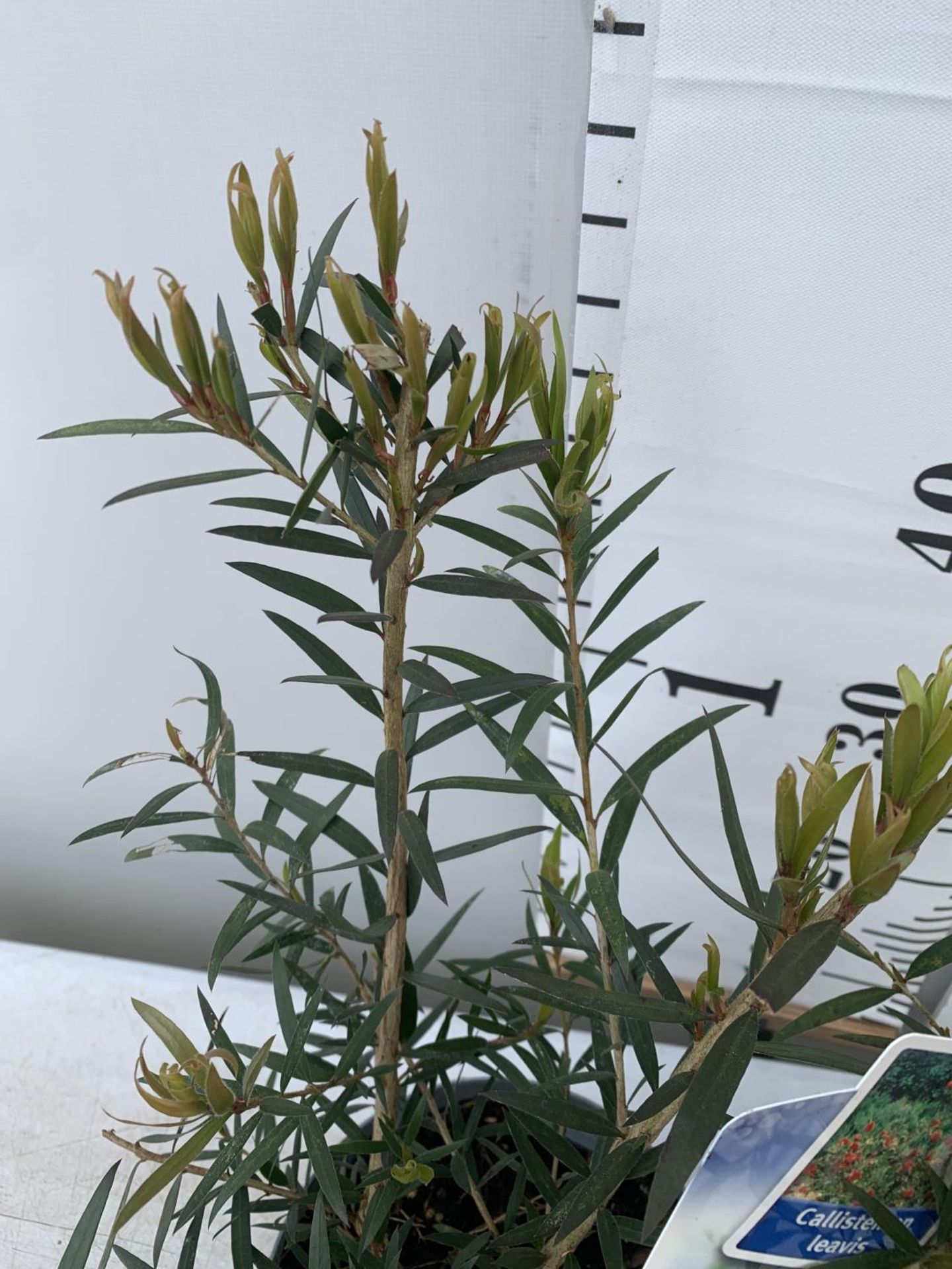 TWO CALLISTEMON LAEVIS IN 2 LTR POTS 50CM IN HEIGHT PLUS VAT TO BE SOLD FOR THE TWO - Image 3 of 5