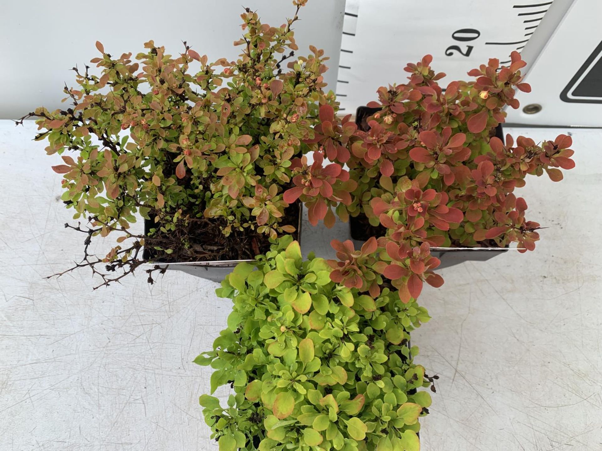 THREE ASSORTED BERBERIS THUNBERGII IN 2 LTR POTS PLUS VAT APPROX 30CM IN HEIGHT - Image 2 of 7