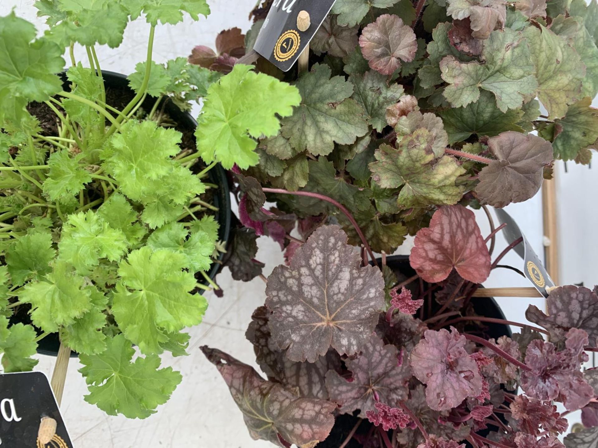 THREE VARIOUS HEUCHERA 'CARNIVAL' IN 2 LTR POTS PLUS VAT TO BE SOLD FOR THE THREE - Image 3 of 4