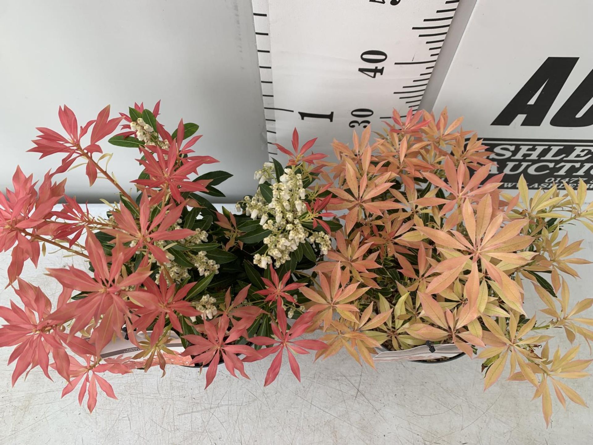 TWO PIERIS JAPONICA 'FLAMING SILVER' AND 'FOREST FLAME' IN 3 LTR POTS 45CM TALL PLUS VAT TO BE - Image 2 of 6