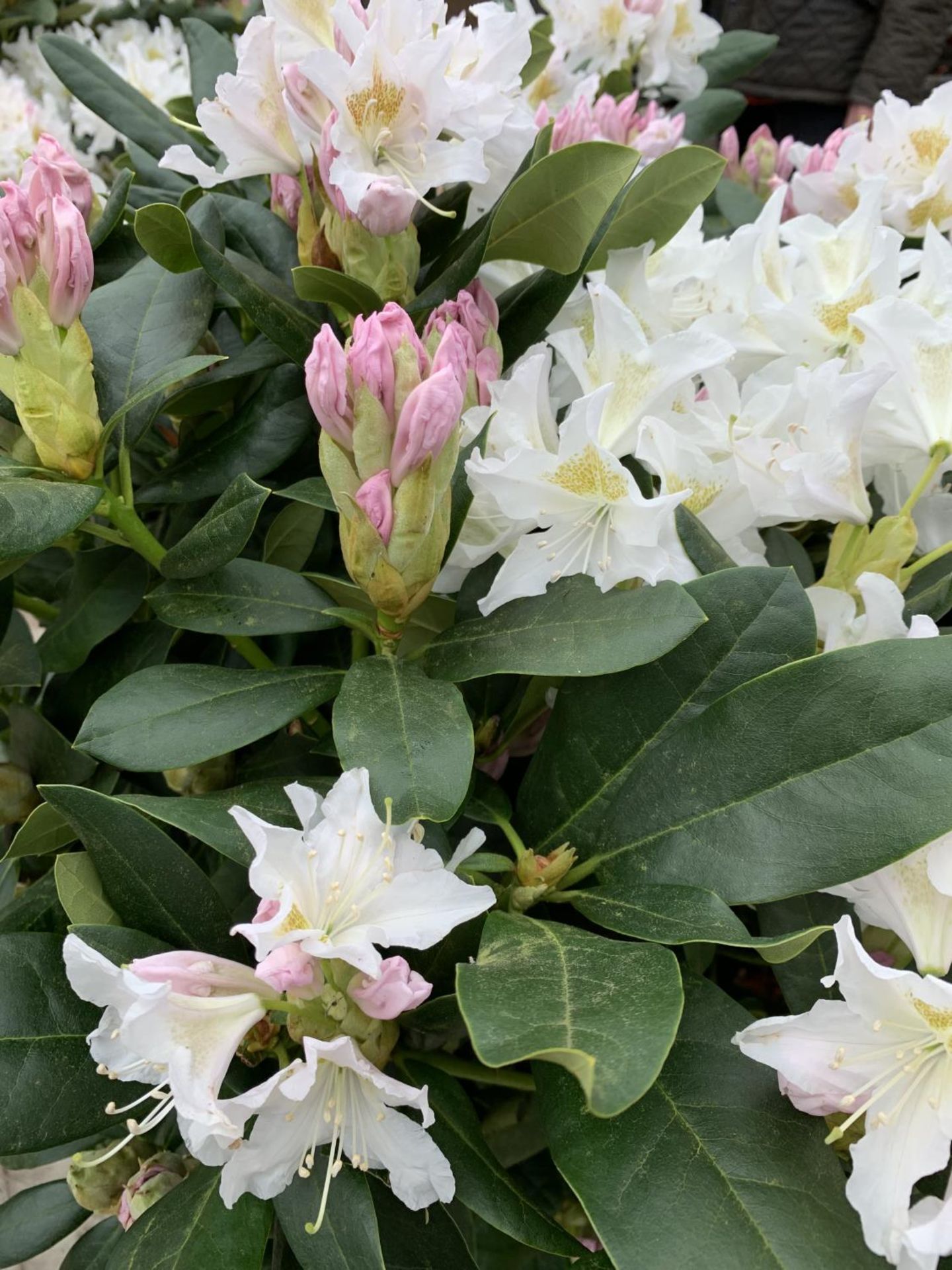 TWO LARGE RHODODENDRON CUNNINGHAMS WHITE HEIGHT 120CM WIDTH 100CM + TO BE SOLD FOR THE TWO PLUS VAT - Image 4 of 10