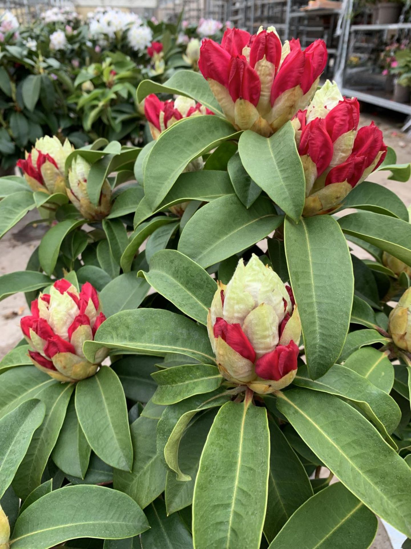 TWO RHODODENDRON XXL PINK/WHITE IN 7.5 LTR POTS HEIGHT 60-70CM TO BE SOLD FOR THE TWO PLUS VAT - Image 2 of 4