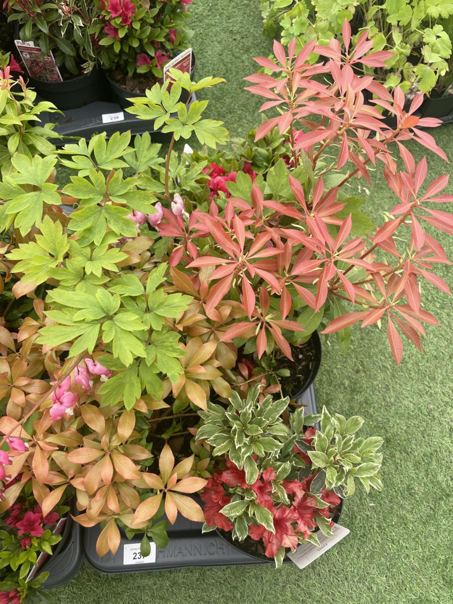 TWELVE MIXED SHRUBS TO INCLUDE AZALEA, DICENTRA, PIERIS ETC TO BE SOLD FOR THE TWELVE PLUS VAT - Image 3 of 4