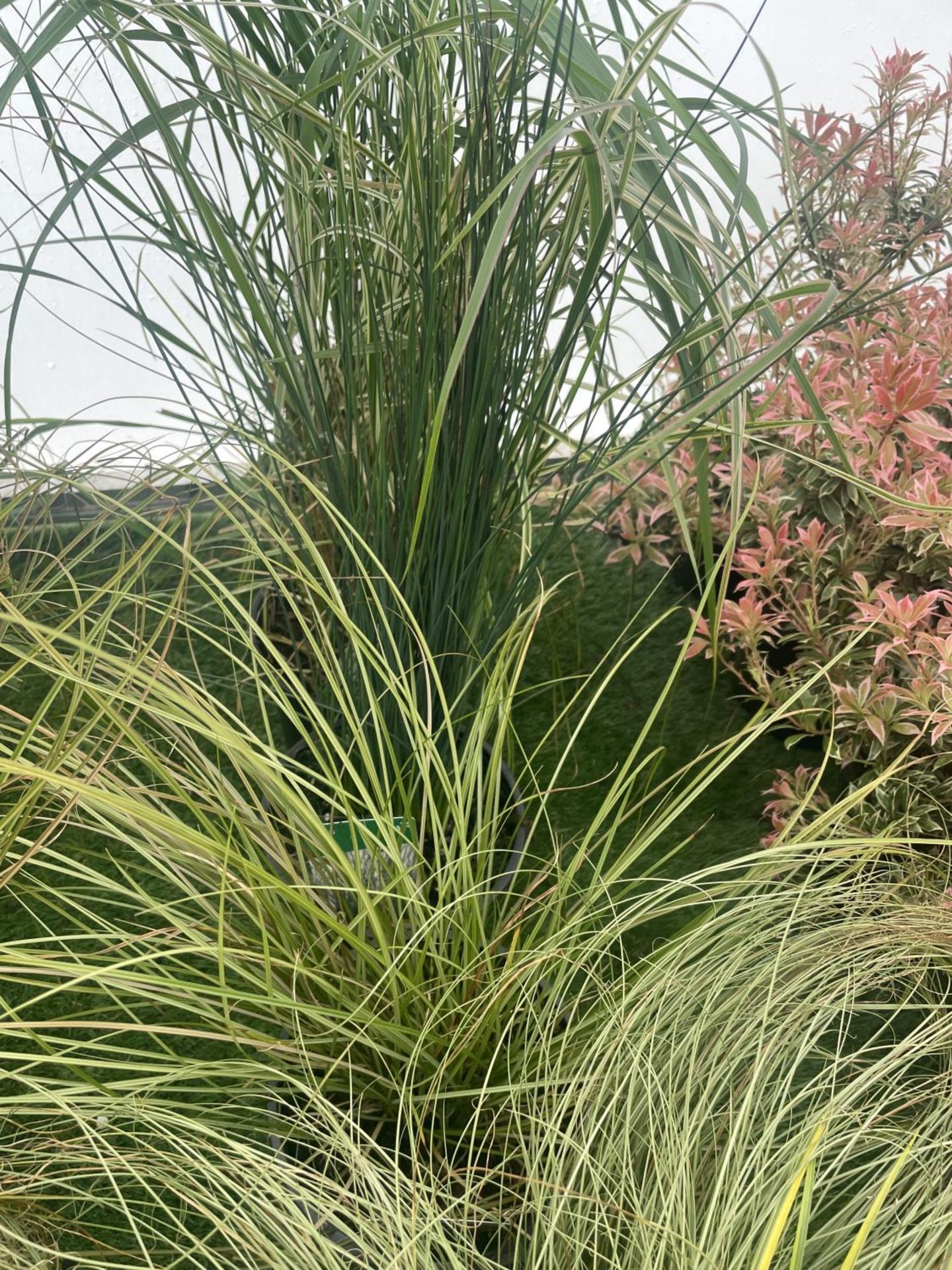 SEVEN MIXED GRASSES TO BE SOLD FOR THE SEVEN PLUS VAT - Image 3 of 4