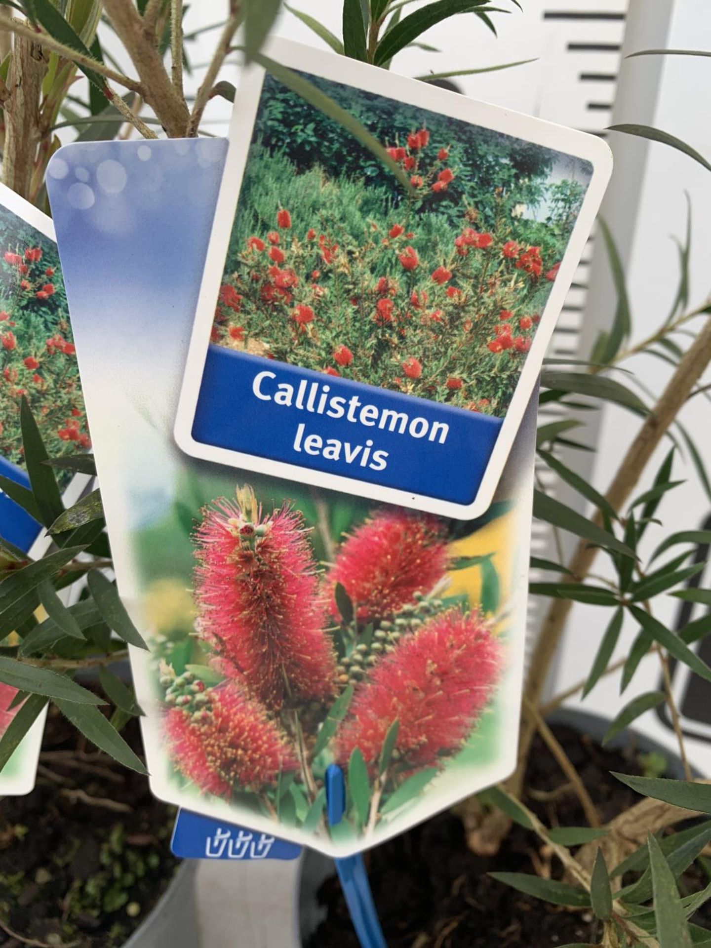 TWO CALLISTEMON LAEVIS IN 2 LTR POTS 50CM IN HEIGHT PLUS VAT TO BE SOLD FOR THE TWO - Image 5 of 5