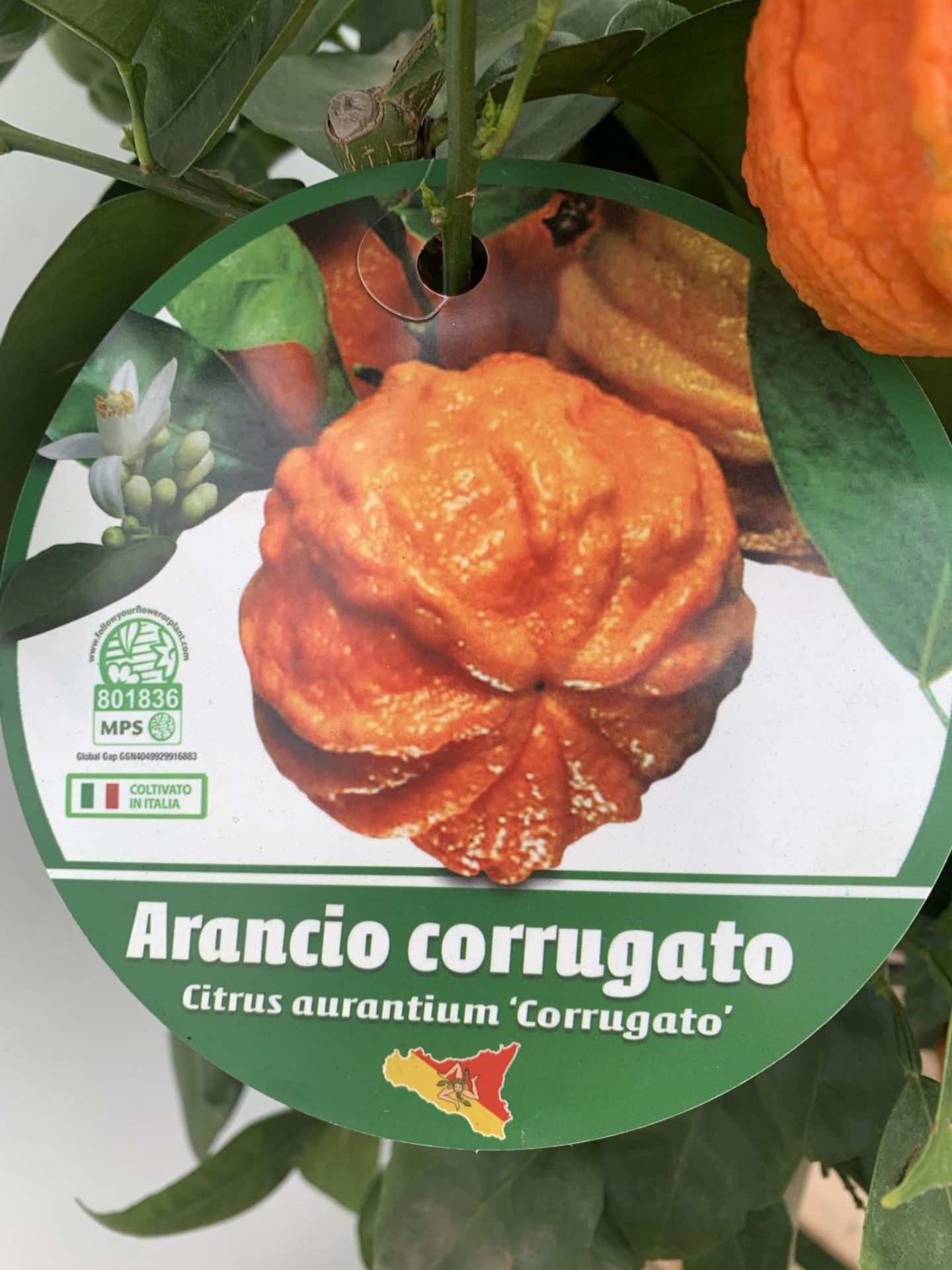 ONE ARANCIO CORRUGATO RARE CITRUS ORANGE FRUIT TREE WITH FRUIT APPROX 150CM IN HEIGHT IN A 25LTR POT - Image 4 of 9