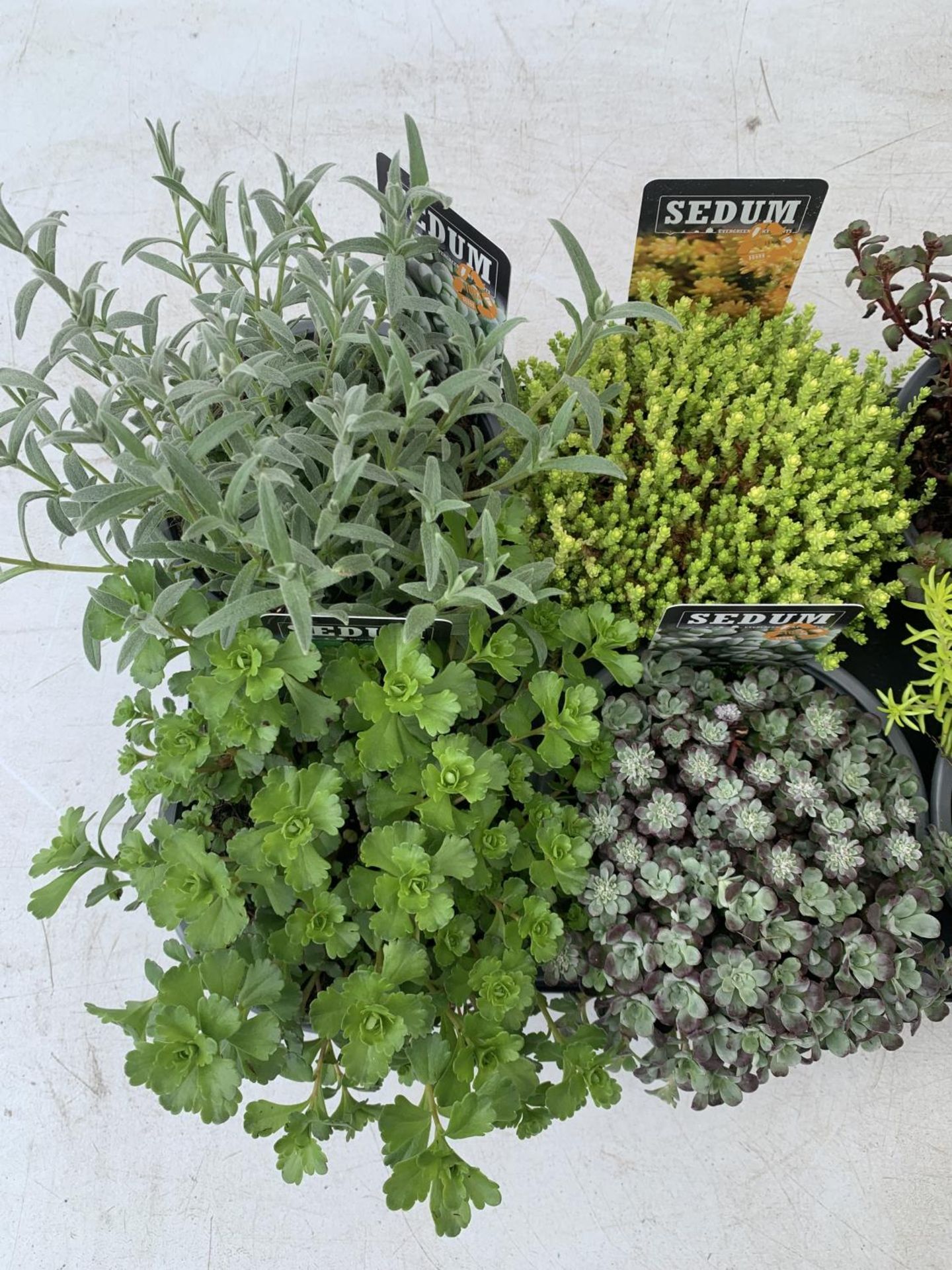 EIGHT VARIOUS EVERGREEN SEDUMS ON A TRAY IN P14 POTS TO BE SOLD FOR THE EIGHT PLUS VAT - Image 3 of 6