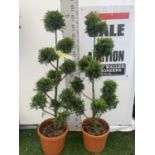 TWO POM POM TREES CUPRESSOCYPARIS LEYLANDII 'GOLD RIDER' APPROX 150CM IN HEIGHT IN 15 LTR POTS