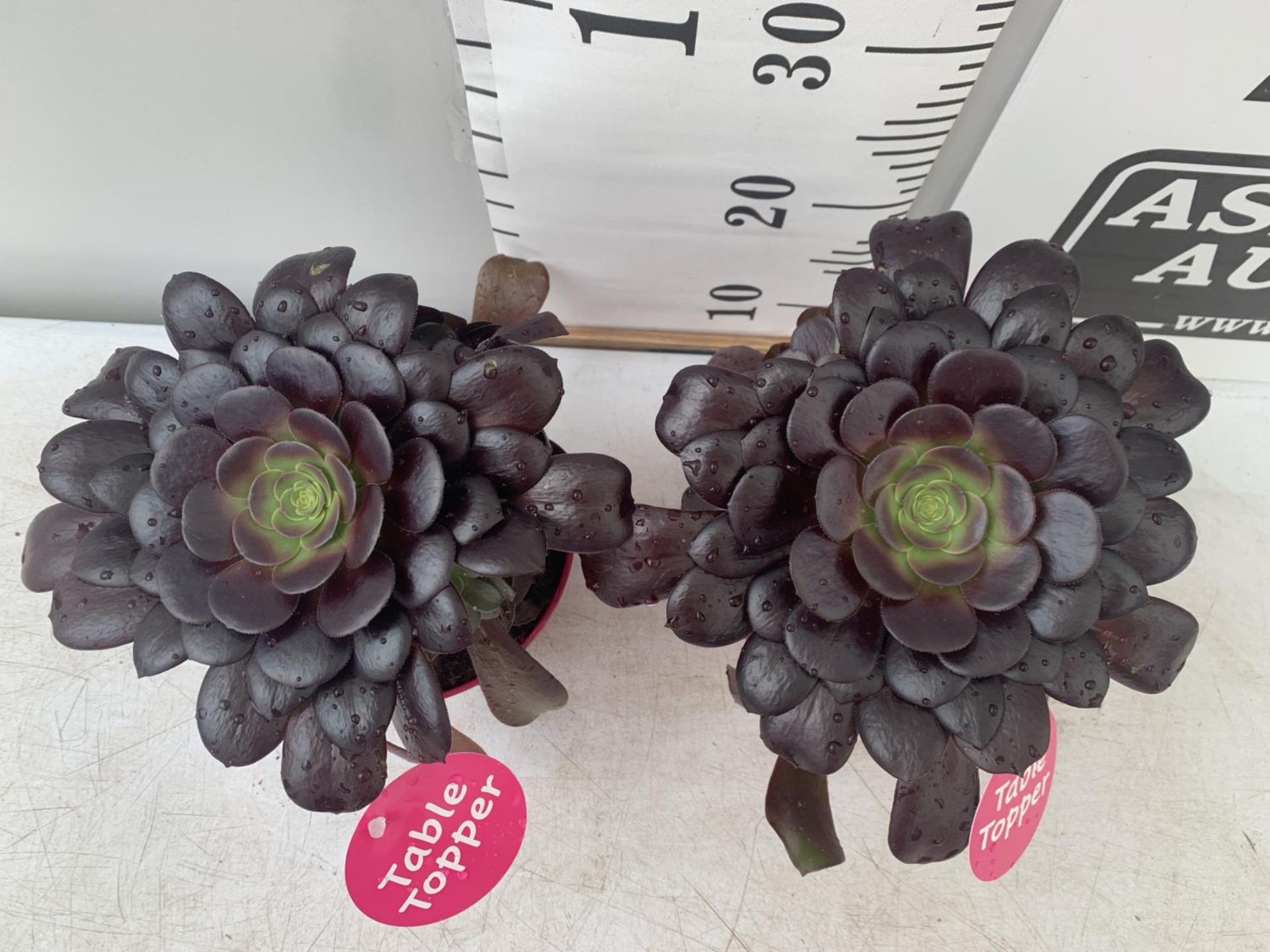 TWO AEONIUM ARBOREUM VELOURS IN 1 LTR POTS APPROX 30CM IN HEIGHT PLUS VAT TO BE SOLD FOR THE TWO - Image 2 of 5