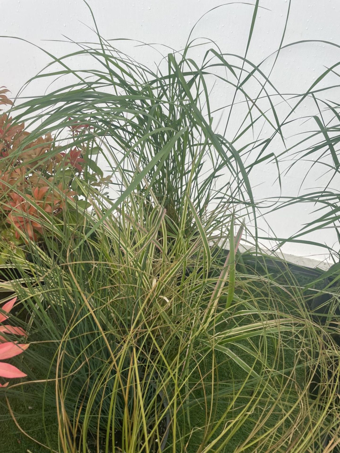 SEVEN MIXED GRASSES TO BE SOLD FOR THE SEVEN PLUS VAT - Bild 2 aus 4