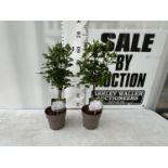 A PAIR STANDARD ROSES ROSA ROYAL WHITE IN C-2 POTS HEIGHT 70CM TO BE SOLD FOR THE PAIR PLUS VAT