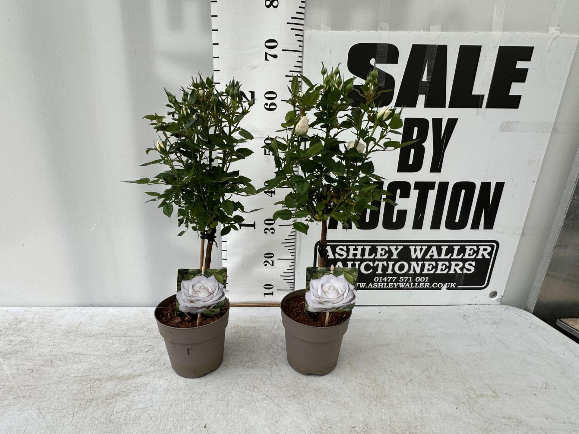 A PAIR STANDARD ROSES ROSA ROYAL WHITE IN C-2 POTS HEIGHT 70CM TO BE SOLD FOR THE PAIR PLUS VAT