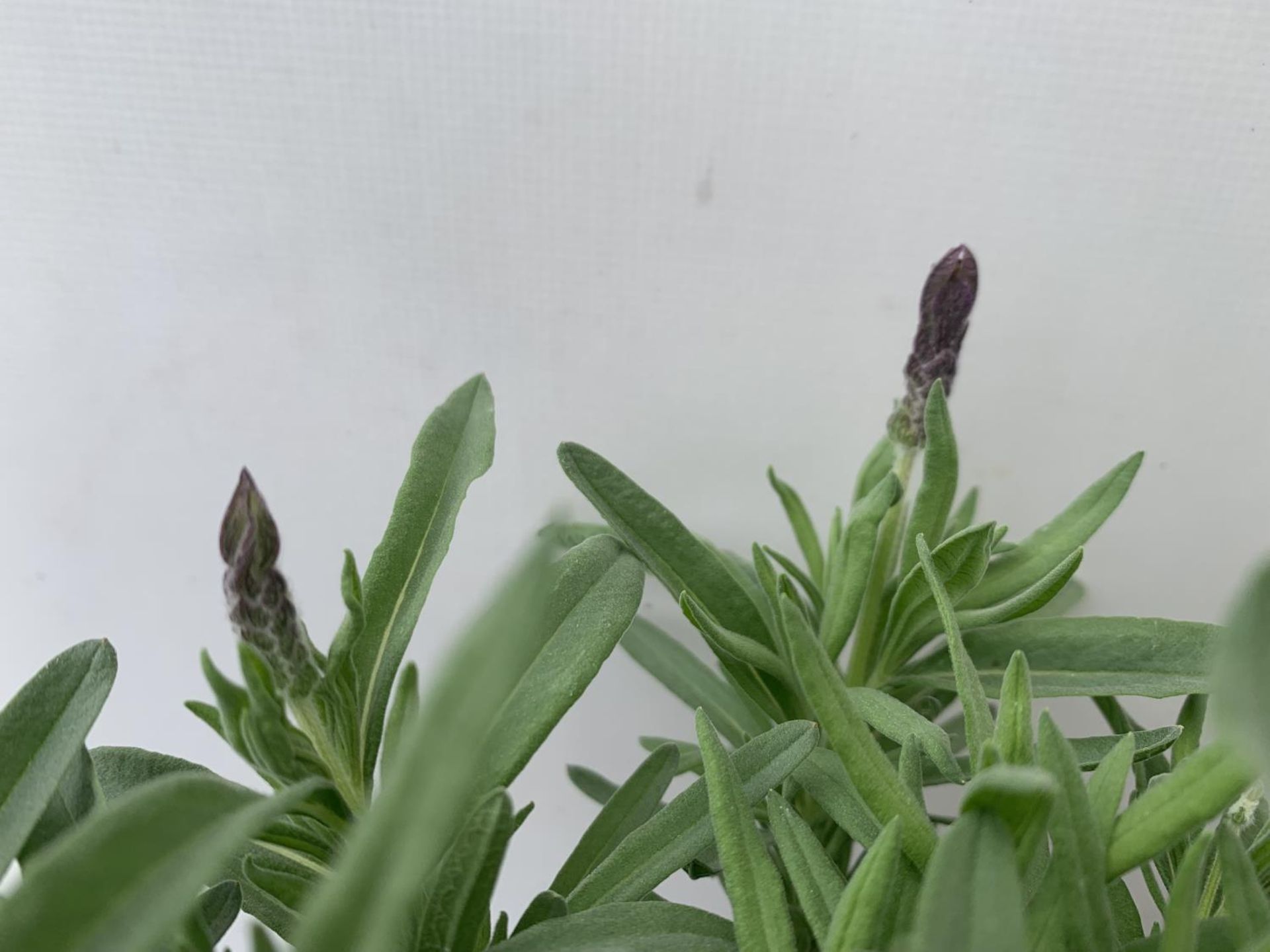 THREE LAVENDER PLANTS IN 2 LTR POTS APPROX 25CM IN HEIGHT PLUS VAT TO BE SOLD FOR THE THREE - Image 3 of 4