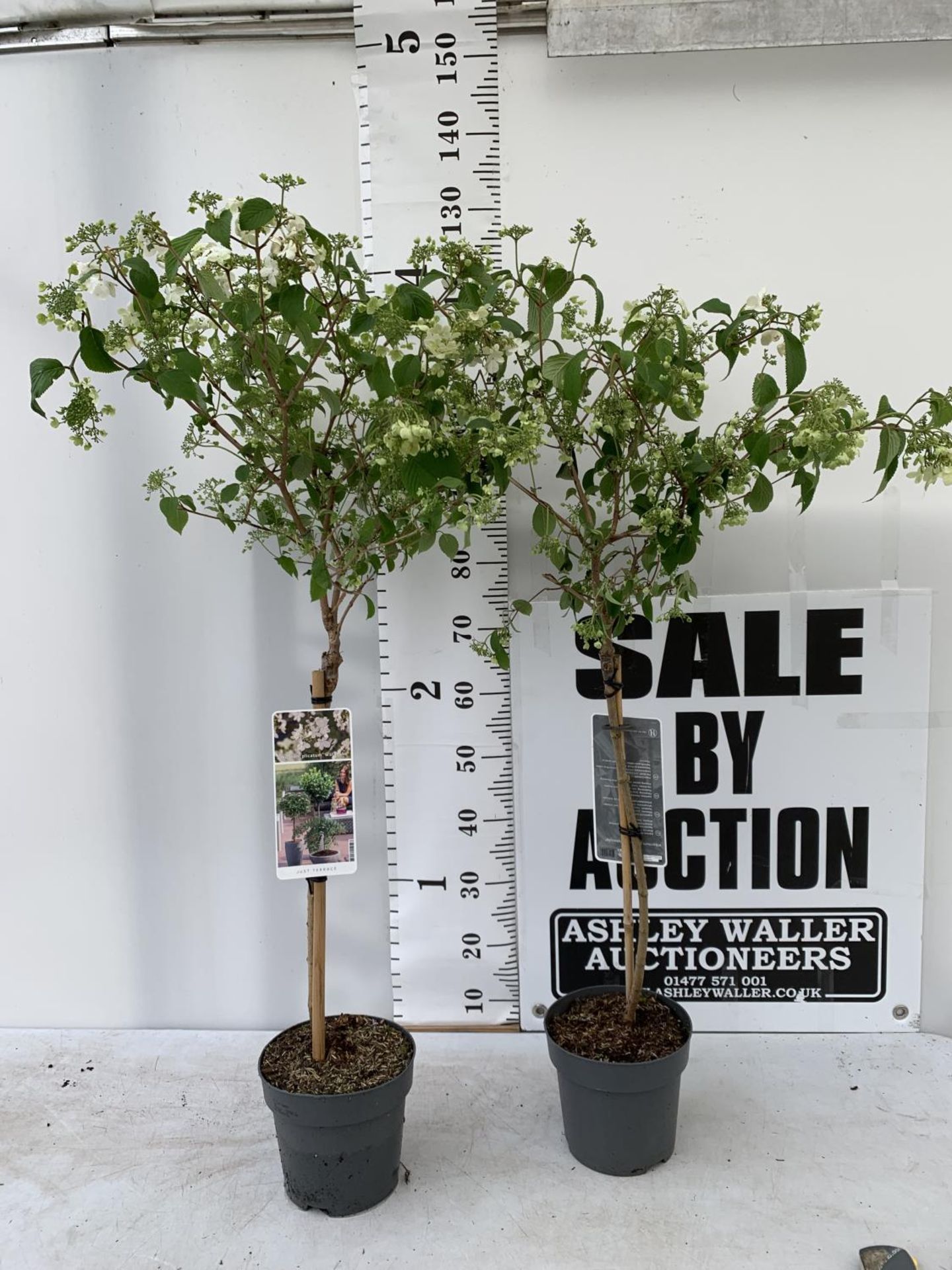 TWO VIBURNUM PLICATUM 'WATANABE' STANDARD TREES APPROX 130CM IN HEIGHT IN 3LTR POTS PLUS VAT TO BE - Image 2 of 5