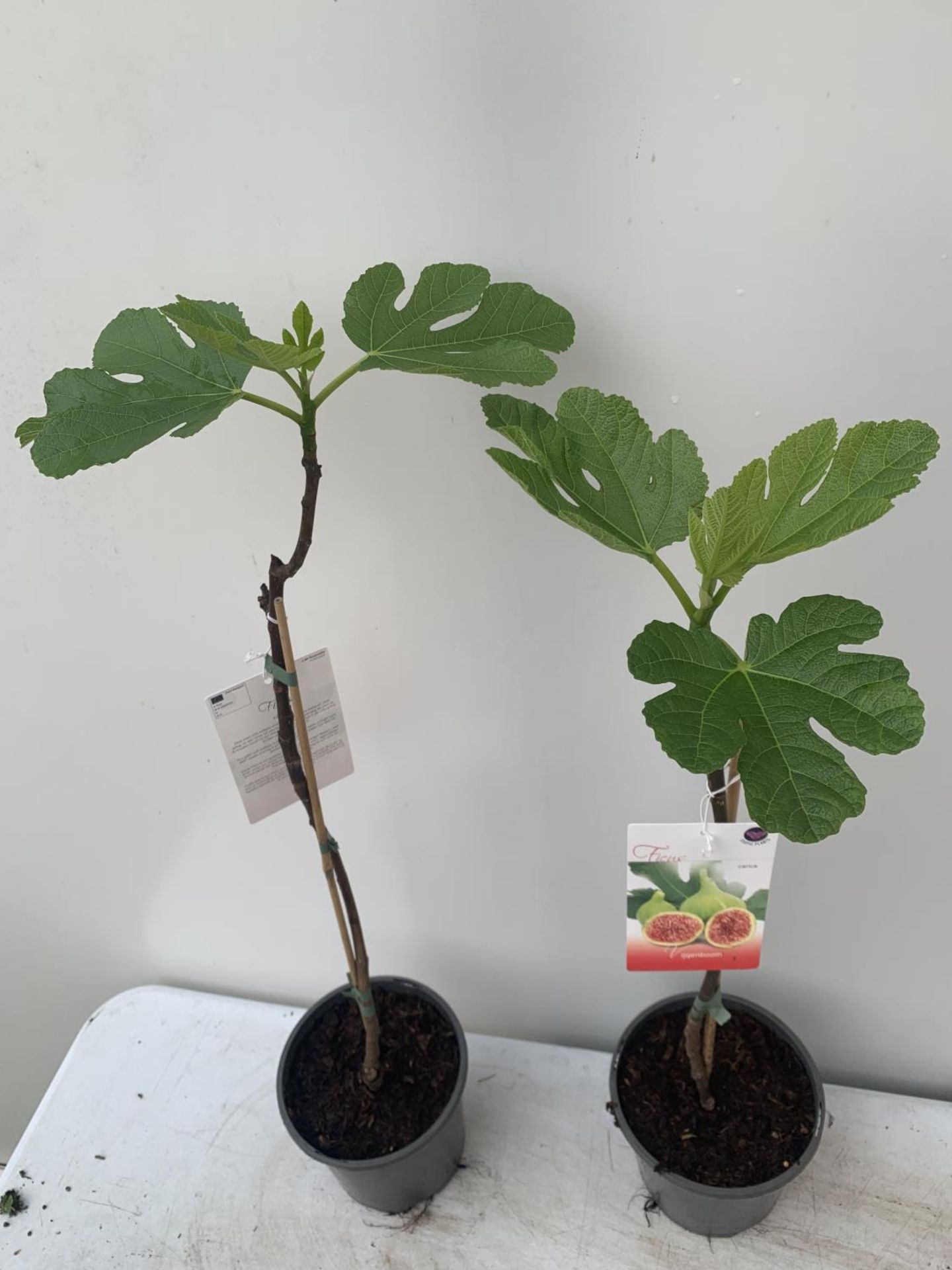 TWO FIG FICUS CARICA IN 2 LTR POTS APPROX 90CM IN HEIGHT NO VAT TO BE SOLD FOR THE TWO - Image 2 of 4