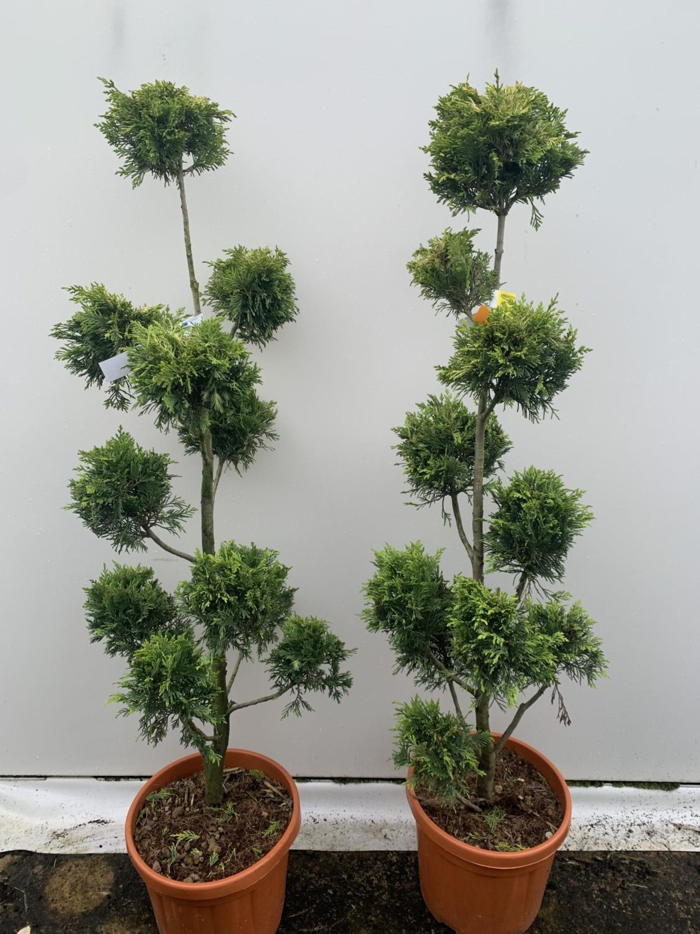 TWO POM POM TREES CUPRESSOCYPARIS LEYLANDII 'GOLD RIDER' APPROX 150CM IN HEIGHT IN 15 LTR POTS - Image 4 of 6