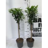TWO PRUNUS LUSITANICA 'AUGUSTFOLIA' STANDARD TREES APPROX ONE METRE IN HEIGHT IN 3LTR POTS PLUS