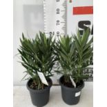 TWO OLEANDER NERIUM SHRUBS MULTICOLOURED APPROX 60CM TALL IN 4 LTR POTS PLUS VAT TO BE SOLD FOR