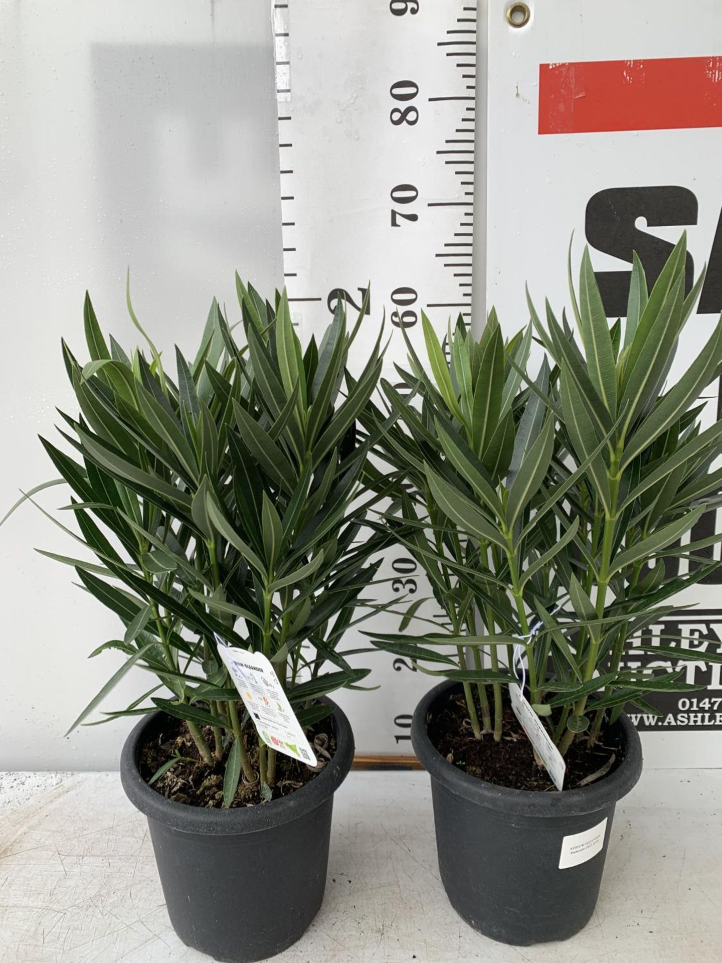 TWO OLEANDER NERIUM SHRUBS MULTICOLOURED APPROX 60CM TALL IN 4 LTR POTS PLUS VAT TO BE SOLD FOR