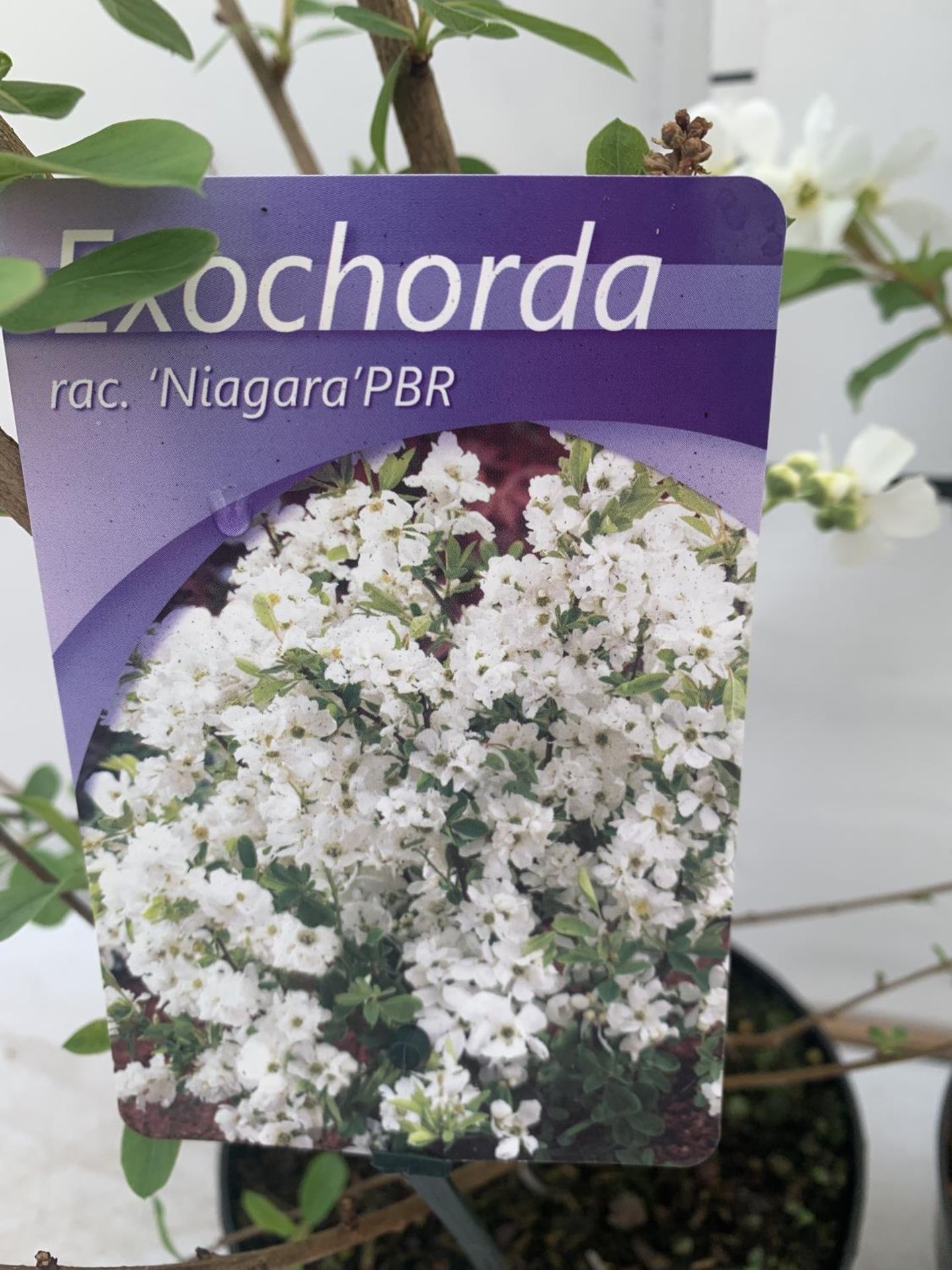 TWO EXOCHORDA 'NIAGARA' AND 'BLUSHING PEARL' APPROX 60CM IN HEIGHT IN 2 LTR POTS PLUS VAT TO BE SOLD - Image 6 of 6