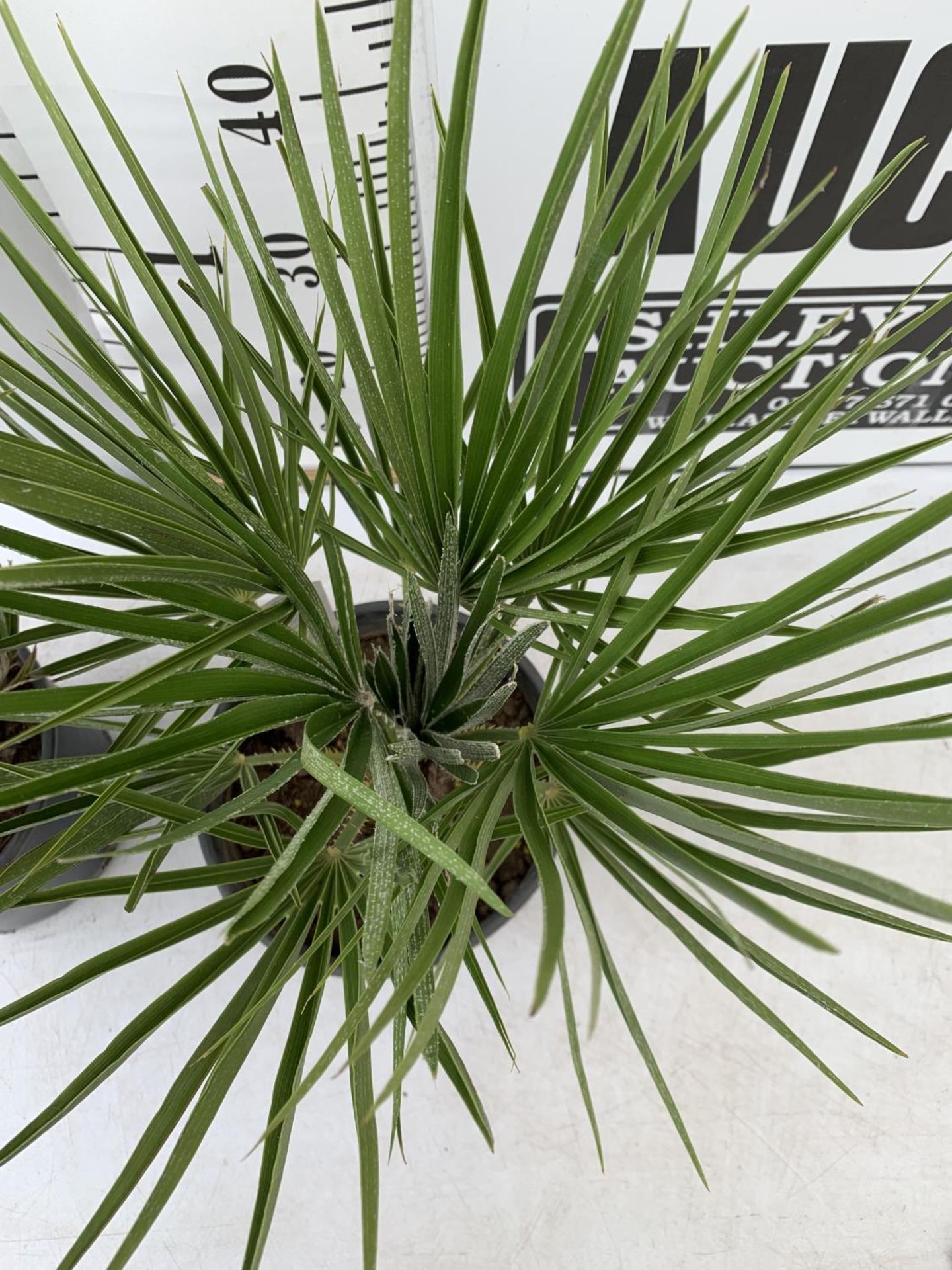 TWO CHAMAEROPS HUMILIS HARDY IN 3 LTR POTS APPROX 60CM IN HEIGHT PLUS VAT TO BE SOLD FOR THE TWO - Image 4 of 5