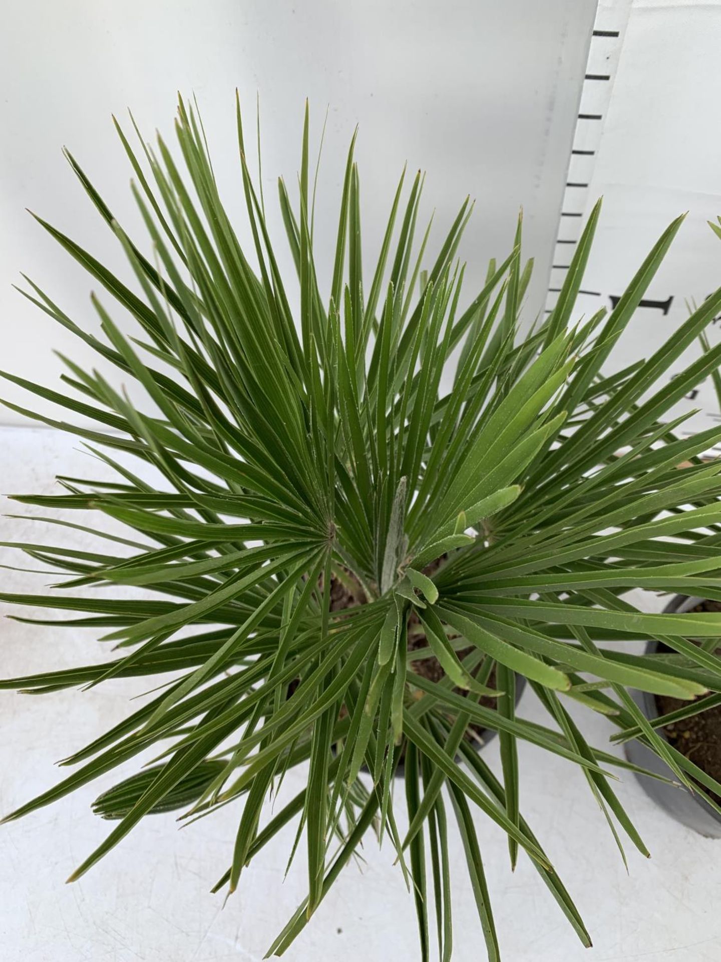 TWO CHAMAEROPS HUMILIS HARDY IN 3 LTR POTS APPROX 60CM IN HEIGHT PLUS VAT TO BE SOLD FOR THE TWO - Image 3 of 5