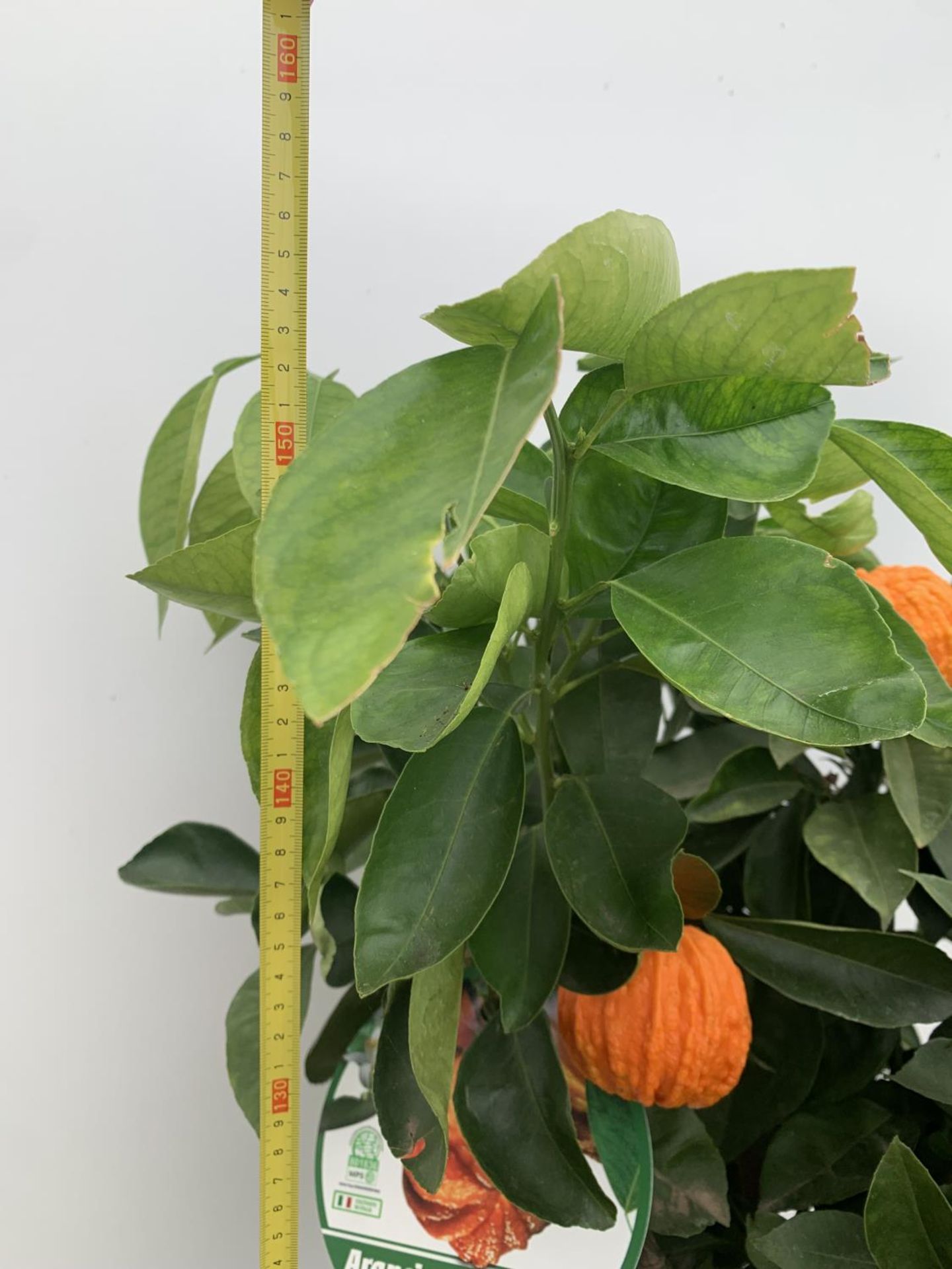 ONE ARANCIO CORRUGATO RARE CITRUS ORANGE FRUIT TREE WITH FRUIT APPROX 150CM IN HEIGHT IN A 25LTR POT - Image 2 of 9