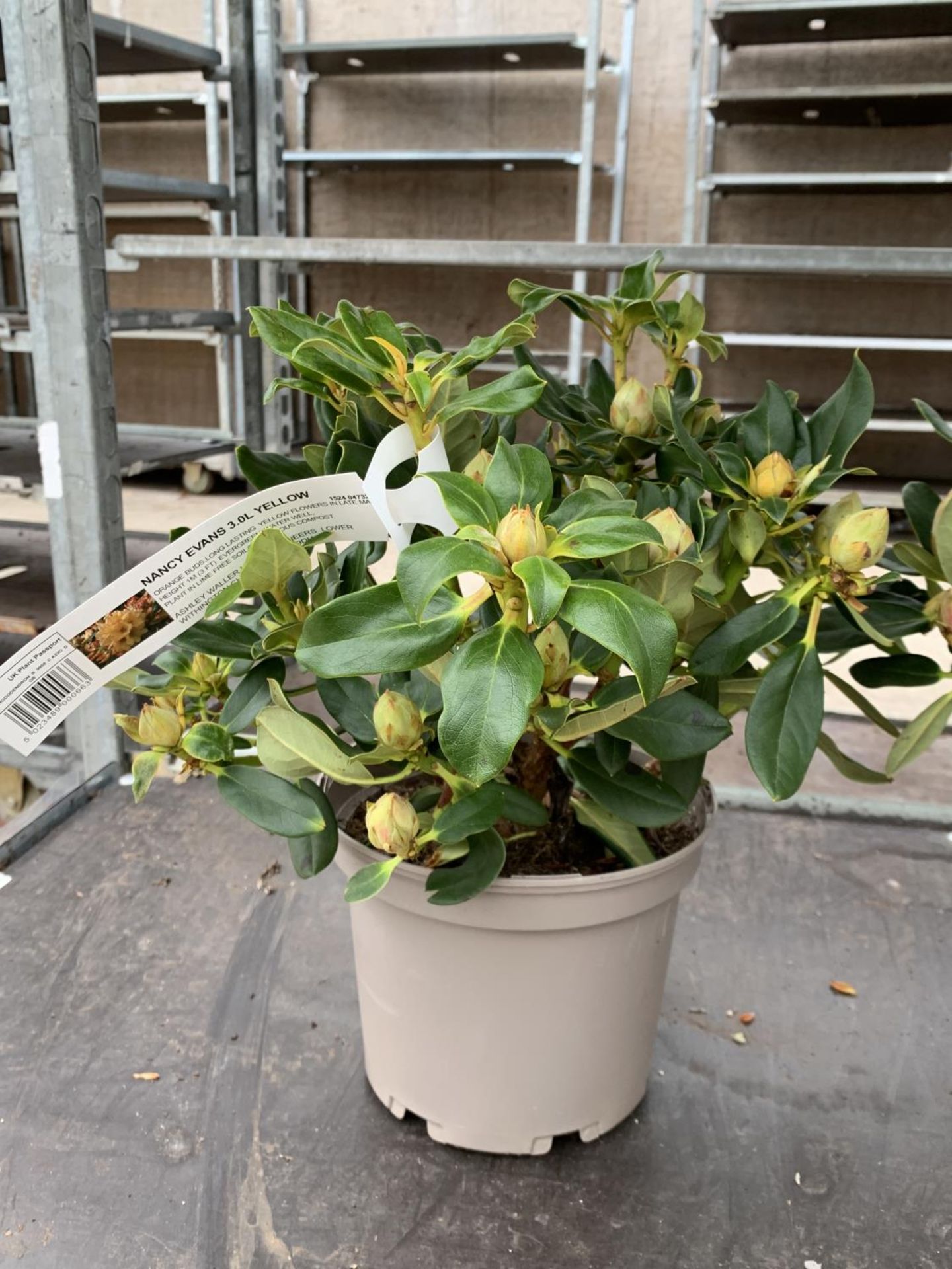 THREE RHODODENDRON NANCY EVANS YELLOW IN 3 LTR POTS TO BE SOLD FOR THE THREE PLUS VAT - Image 2 of 6