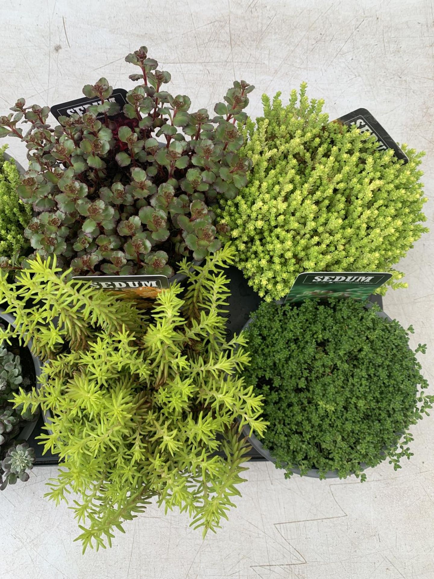EIGHT VARIOUS EVERGREEN SEDUMS ON A TRAY IN P14 POTS TO BE SOLD FOR THE EIGHT PLUS VAT - Image 4 of 6