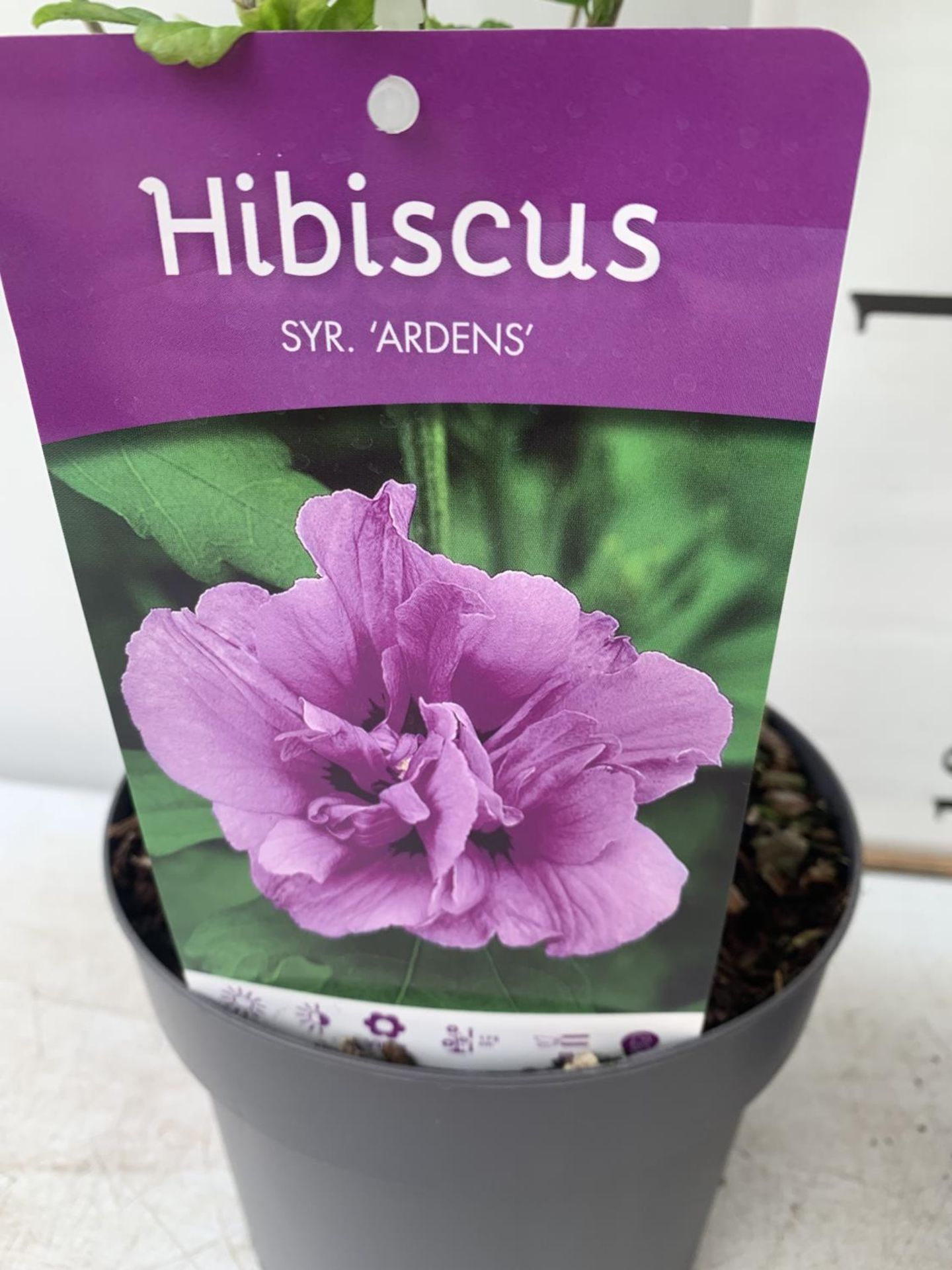 TWO HIBISCUS SYRIACUS PINK 'DUC DE BRABANT' AND 'ARDENS' LIGHT PURPLE APPROX 70CM IN HEIGHT IN 3 LTR - Bild 6 aus 6