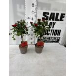 A PAIR STANDARD ROSES ROSA ROYAL RED IN C-2 POTS HEIGHT 60CM TO BE SOLD FOR THE PAIR PLUS VAT