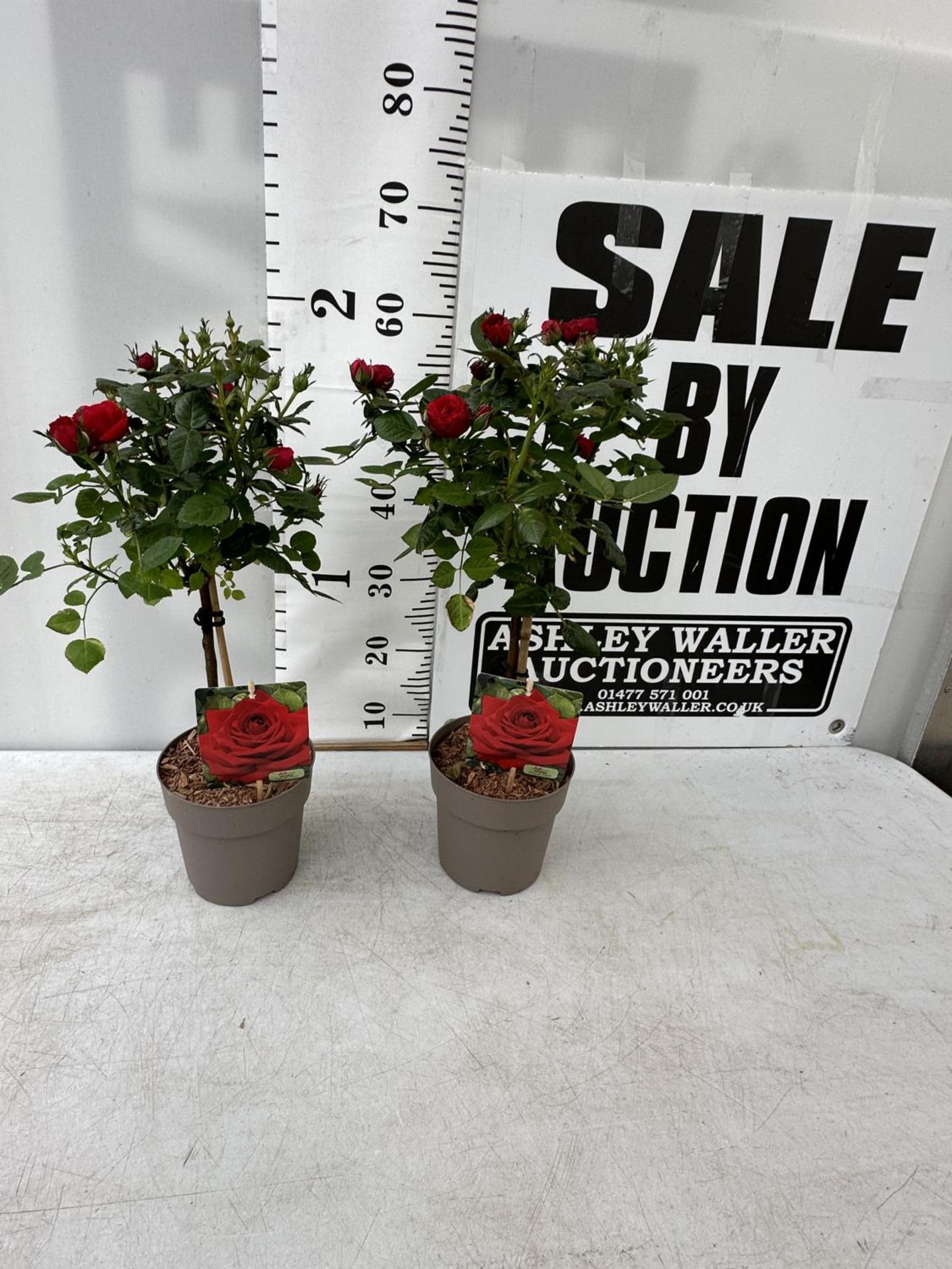 A PAIR STANDARD ROSES ROSA ROYAL RED IN C-2 POTS HEIGHT 60CM TO BE SOLD FOR THE PAIR PLUS VAT