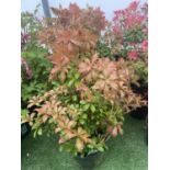 FIVE PIERIS BONFIRE 50-60CM TALL TO BE SOLD FOR THE FIVE PLUS VAT