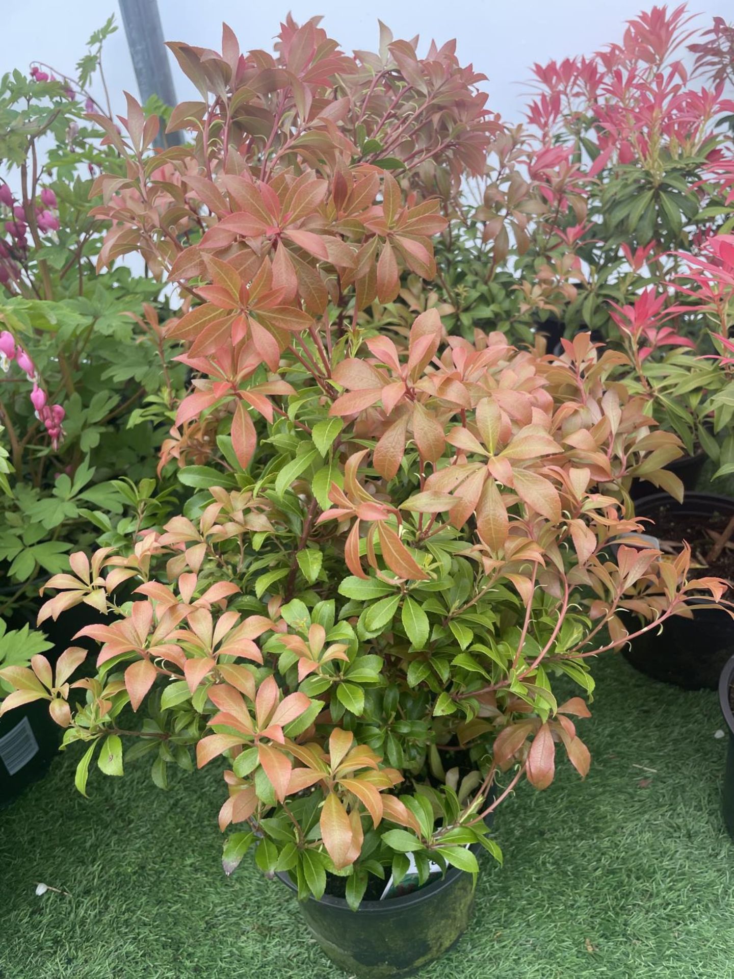 FIVE PIERIS BONFIRE 50-60CM TALL TO BE SOLD FOR THE FIVE PLUS VAT